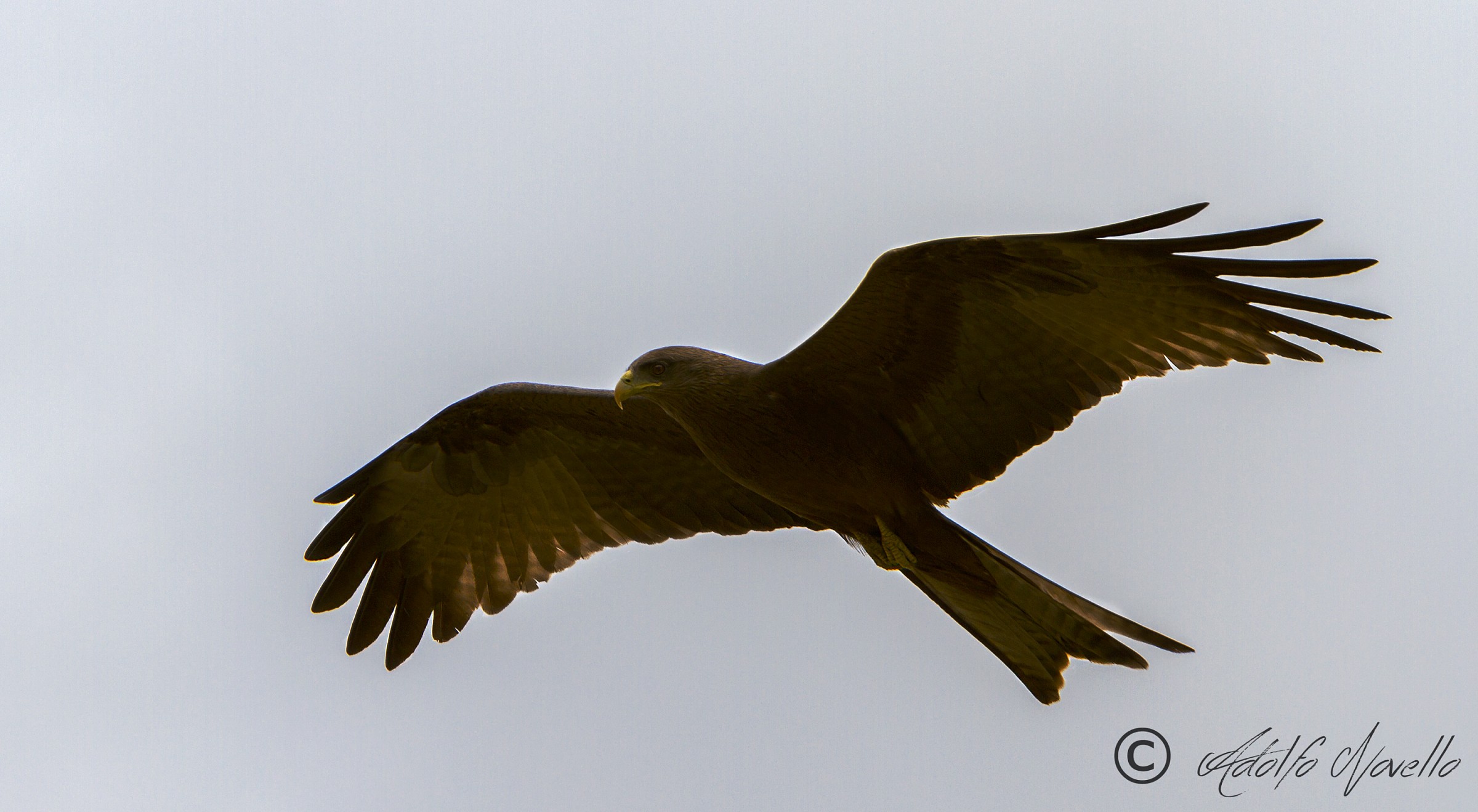 Black Kite...
