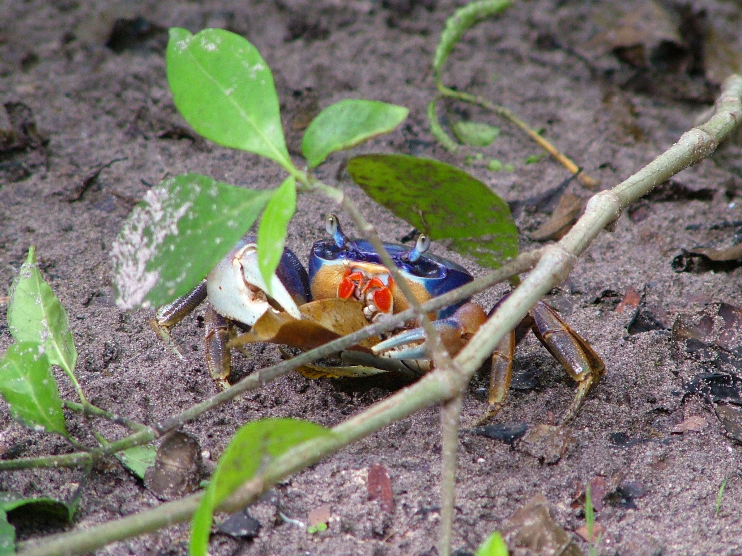 Fiddler crab...