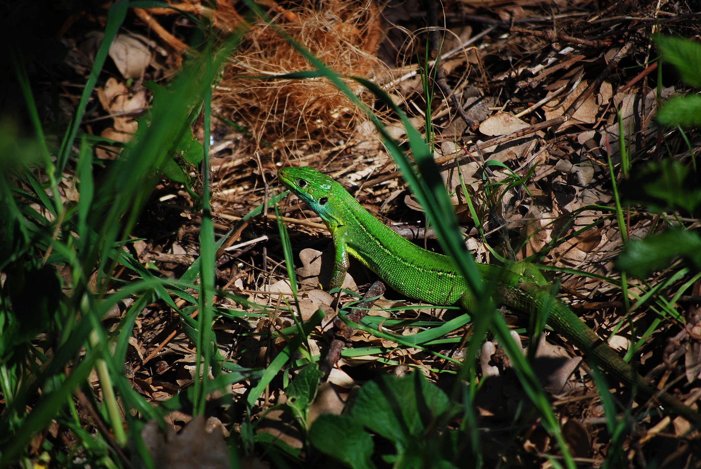 Western green lizard...
