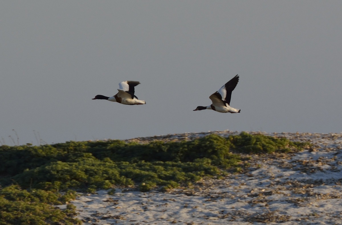 who we are? what do you call these birds?...