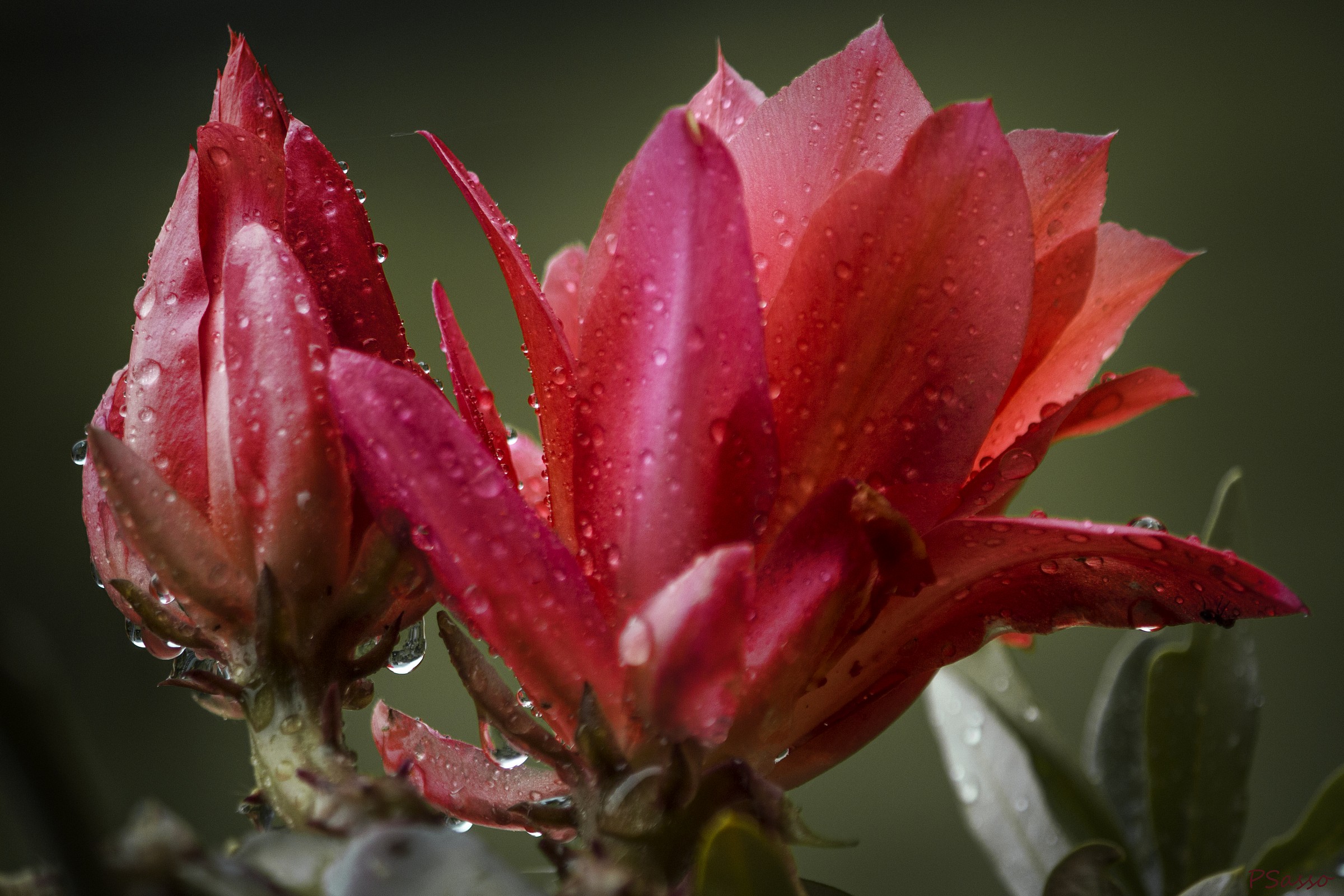 Epiphyllum ackermannii...