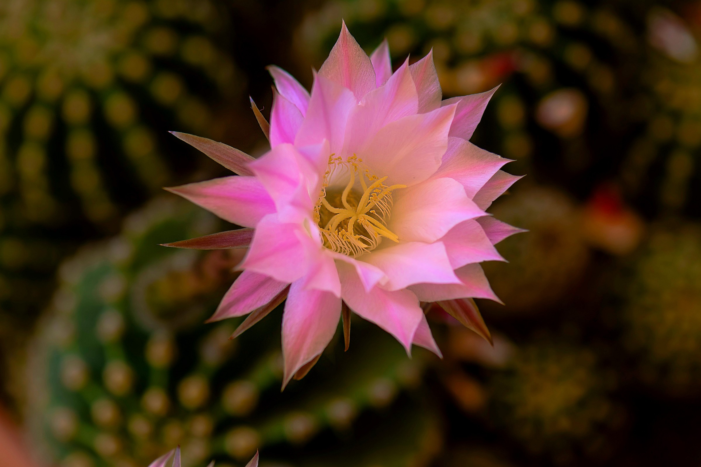 Echinopsis Multiplex, a flower in a world of thorns...