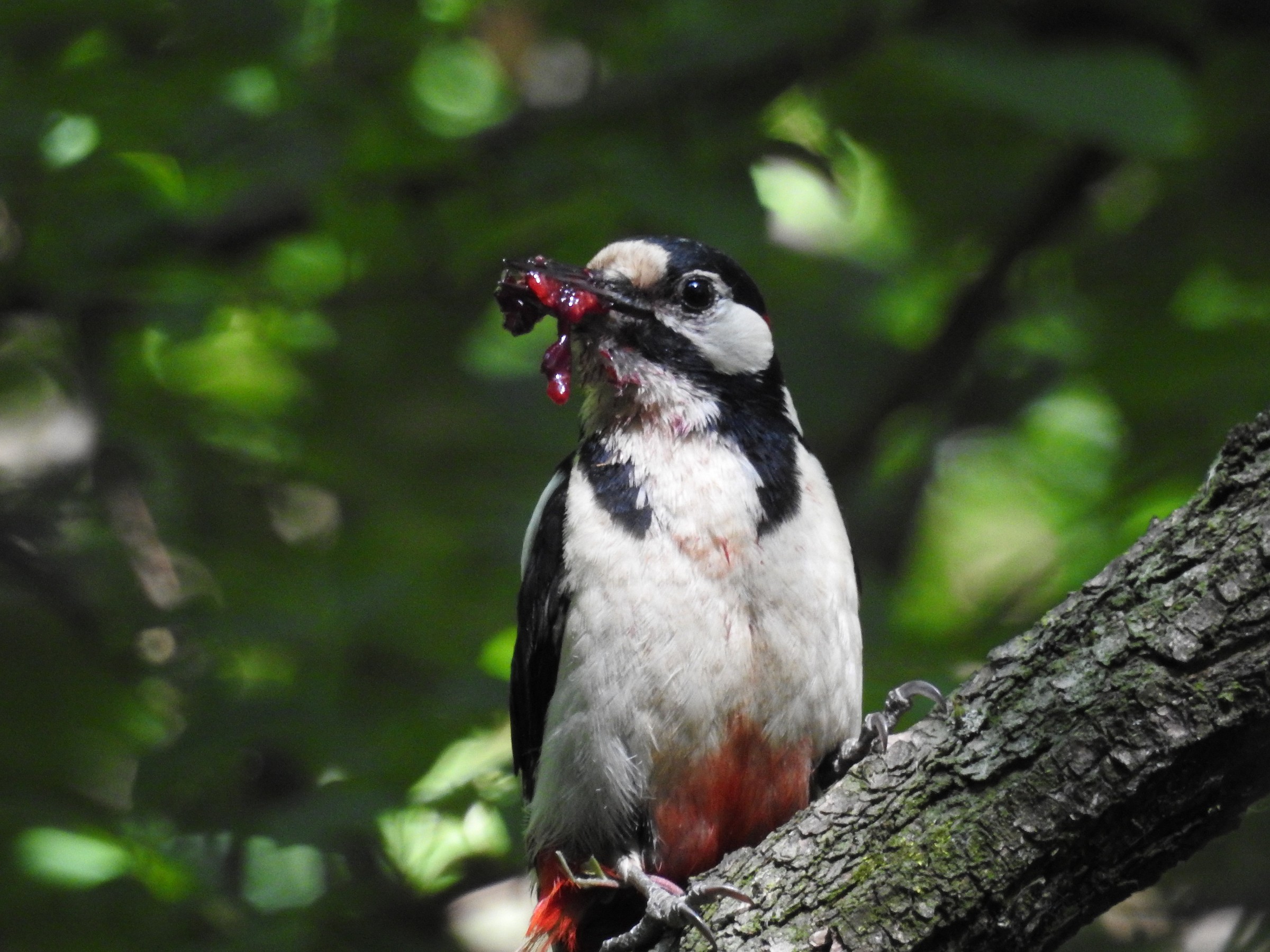 woodpecker more...