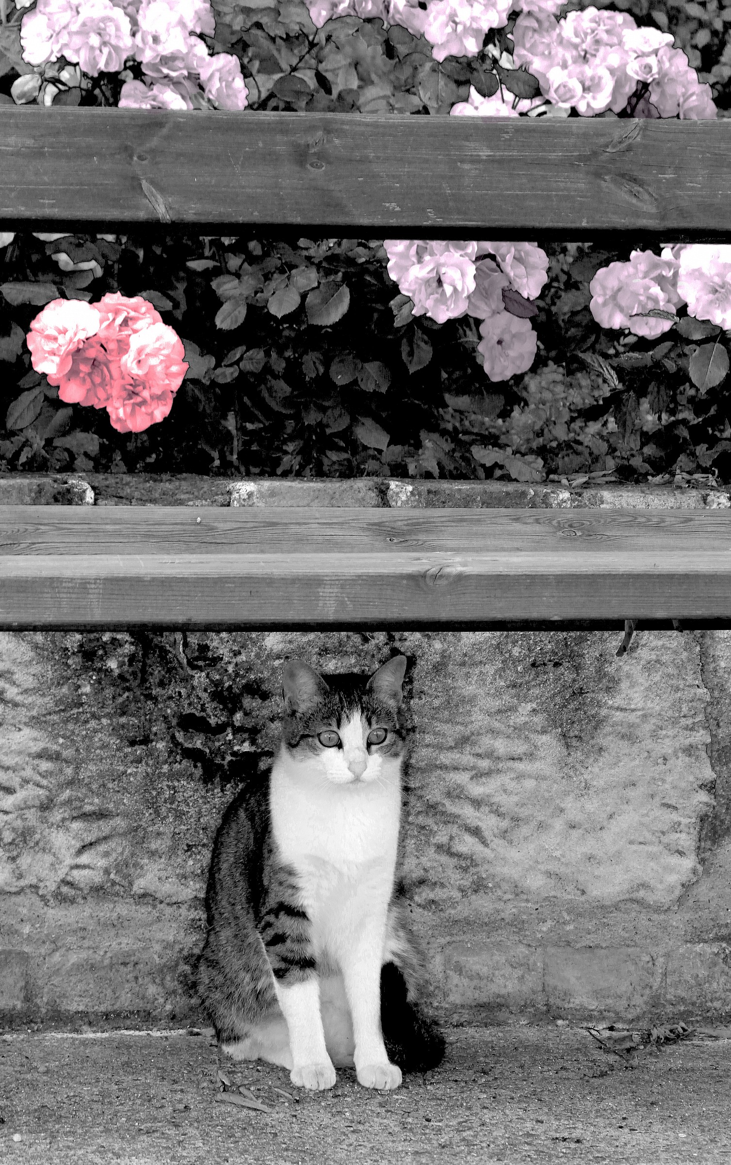 under the bench the cat .......