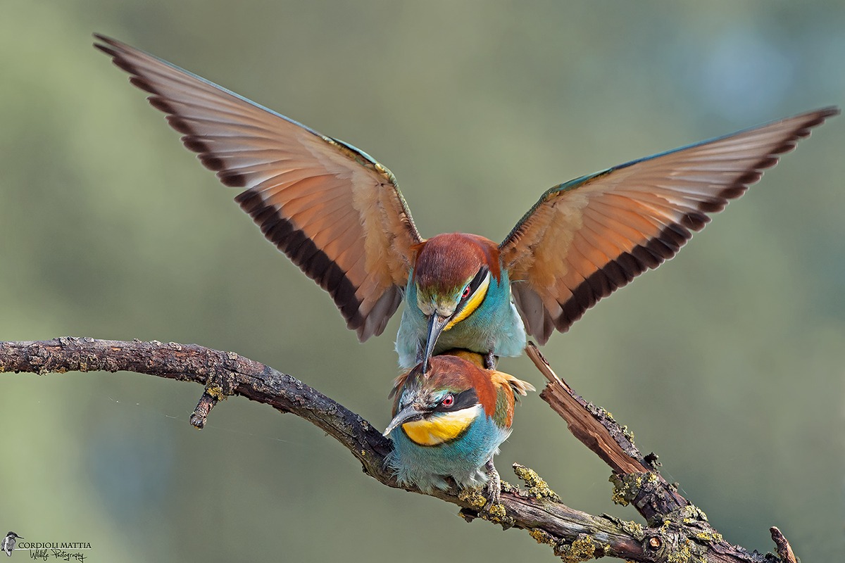 Bee-eaters in Love ......