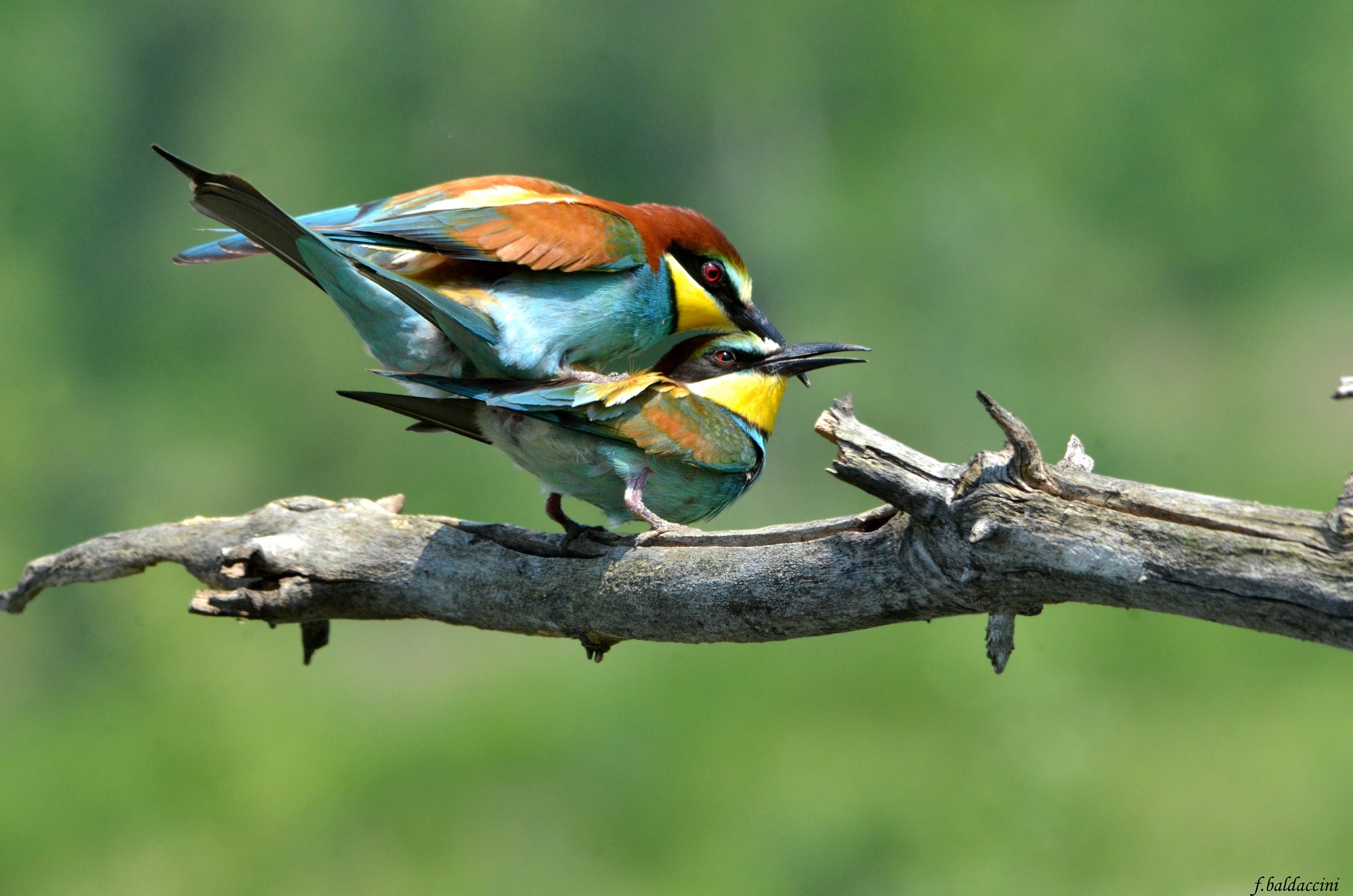 bee-eaters in coupling...