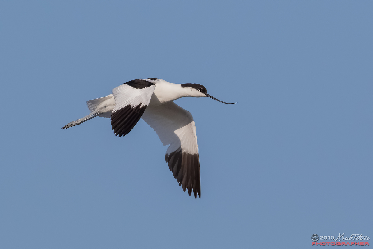 Avocetta (Recurvirostra avosetta)...