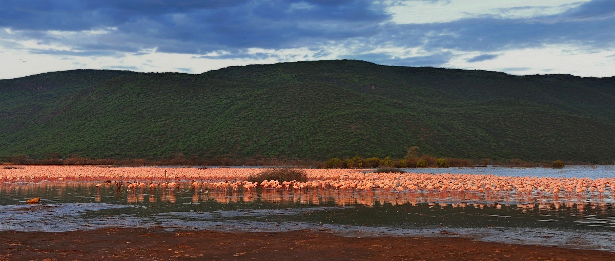 Mal d'Africa - il rosa del lago Bogoria...