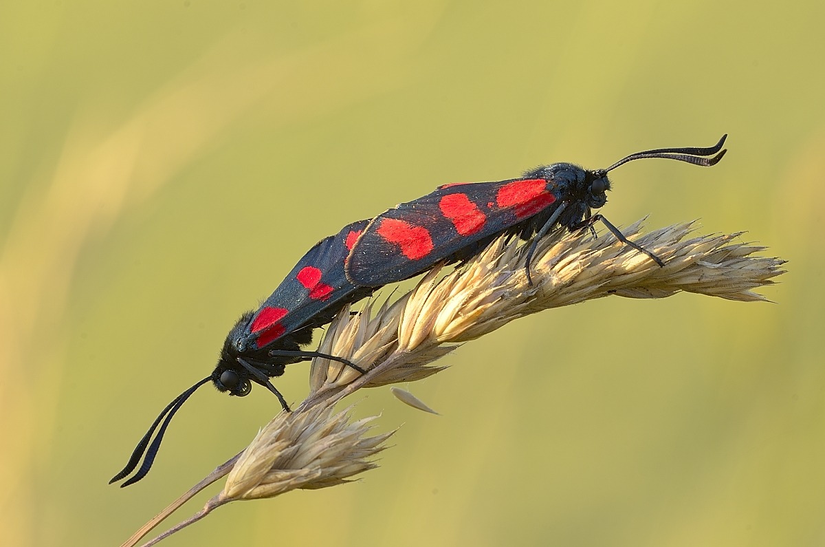 Zygaena Filipendulae...