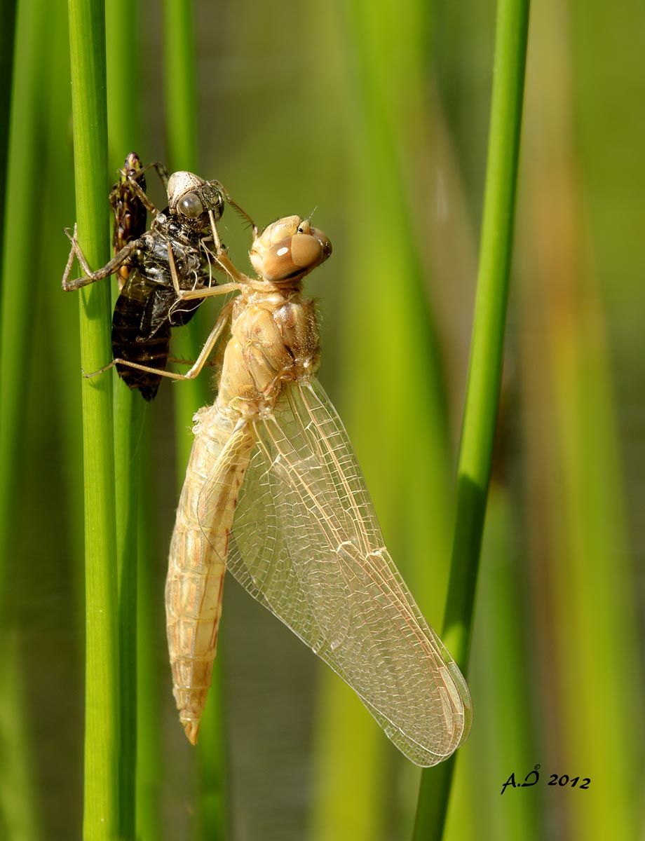 Libellula...