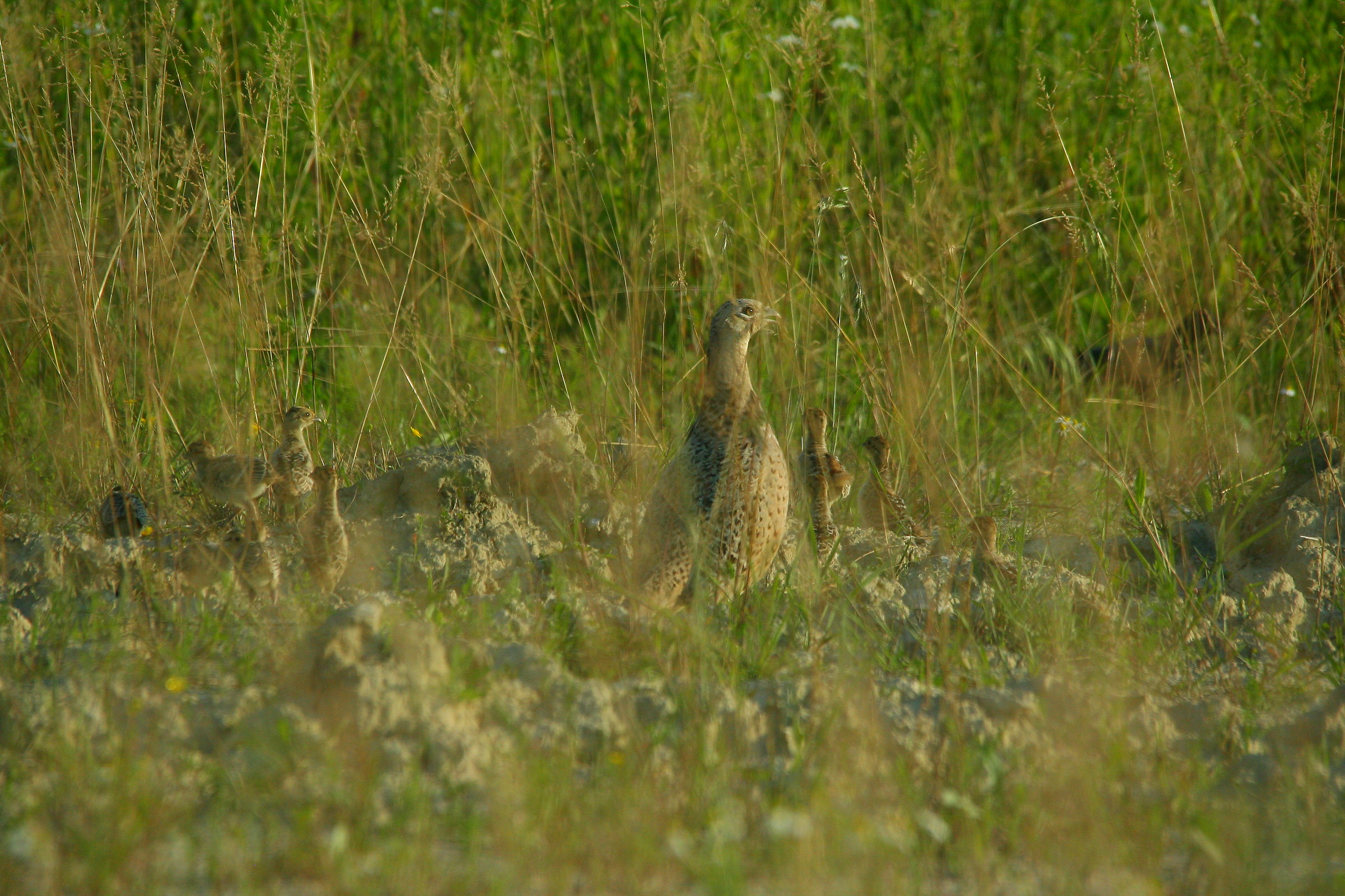 Female pheasant and small 2...