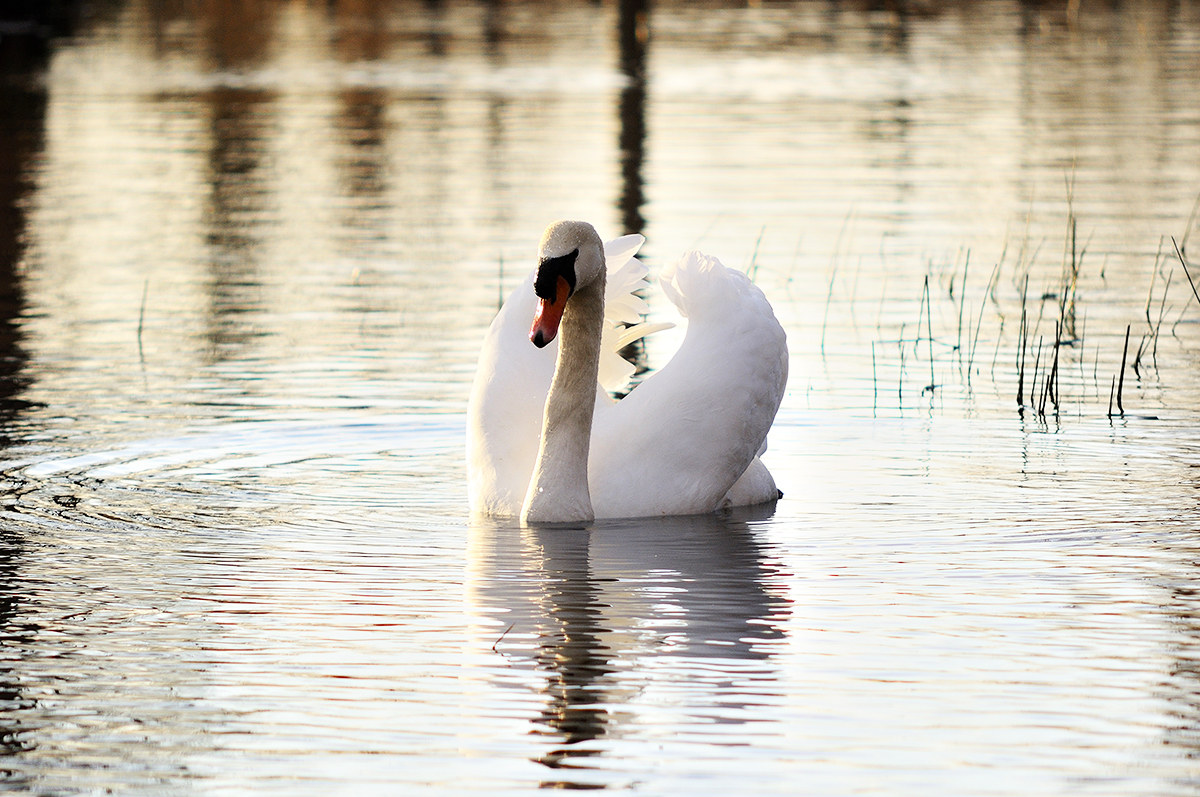 Swan at sunset - Sources of Clitunno 20150128...