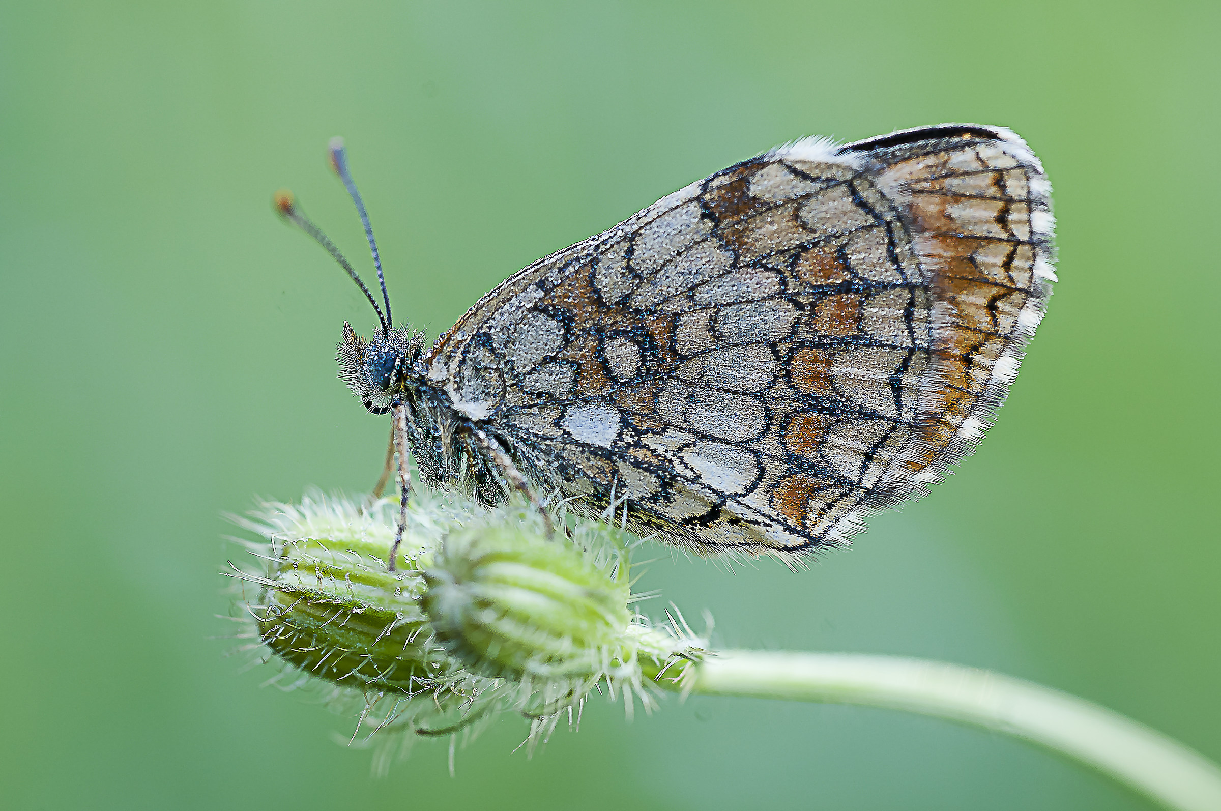 macro photography...