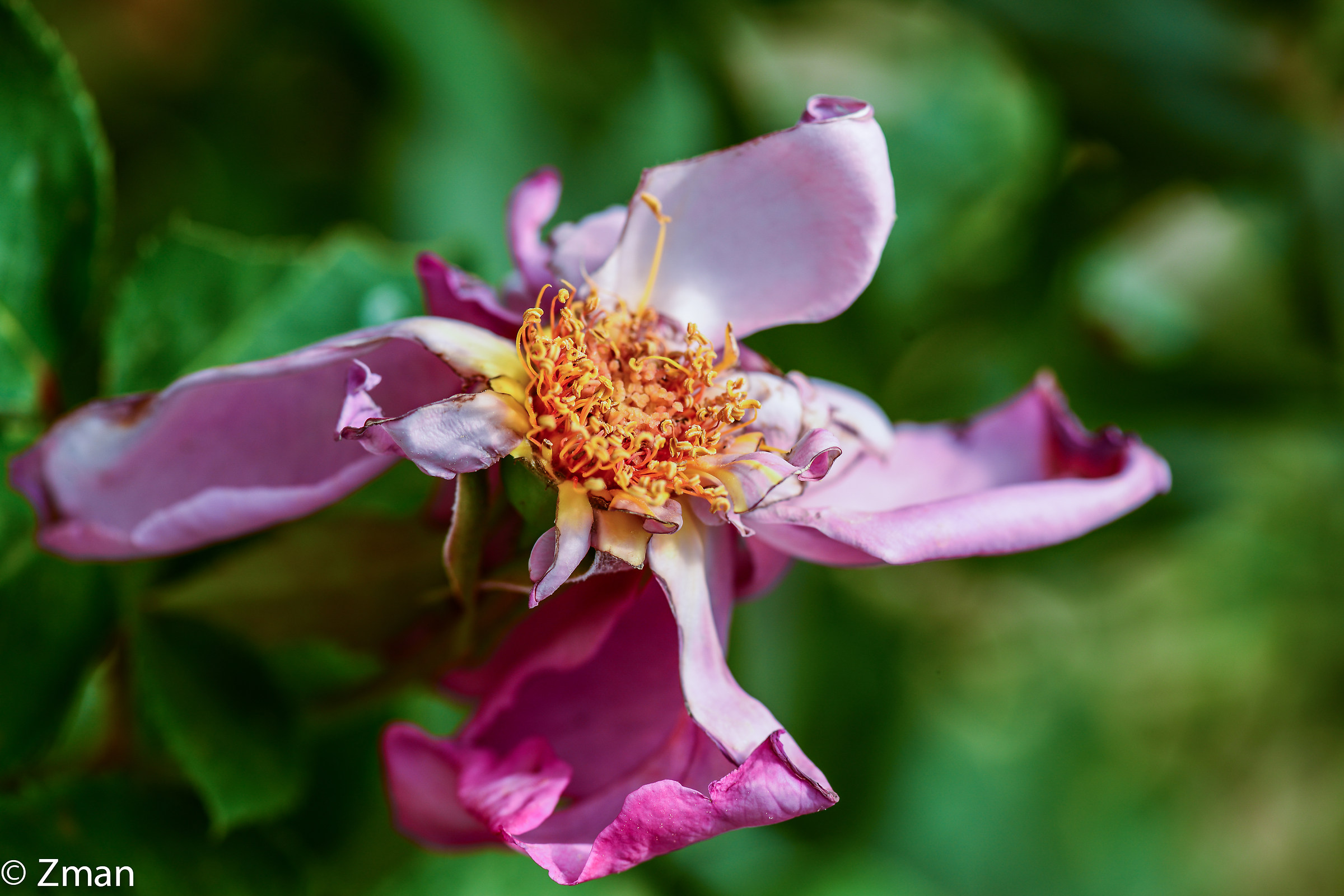 Weathered Rose...