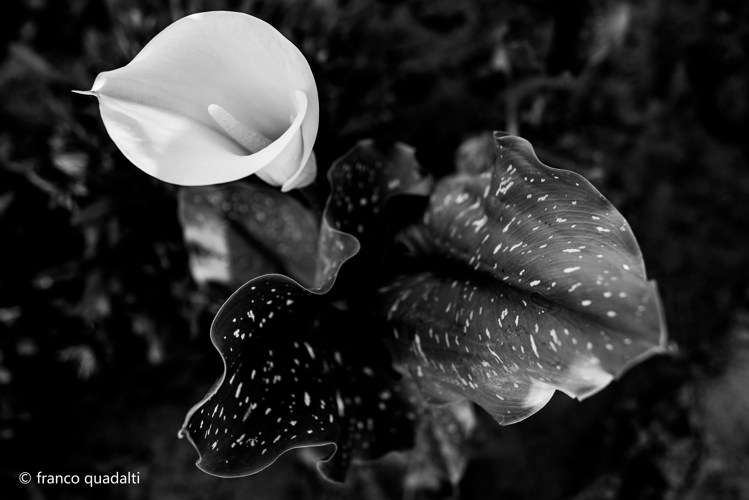 Untitled Photo...
