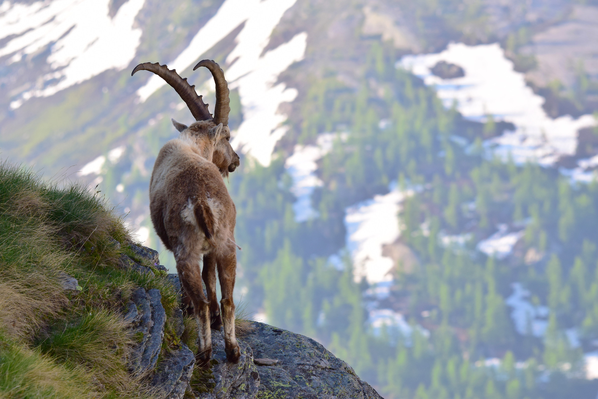 Ibex...