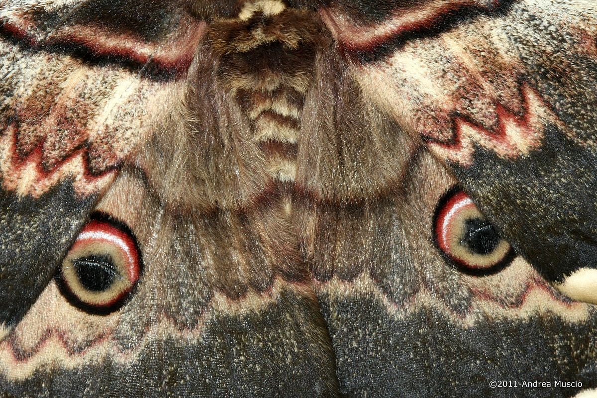 Detail of the wings...