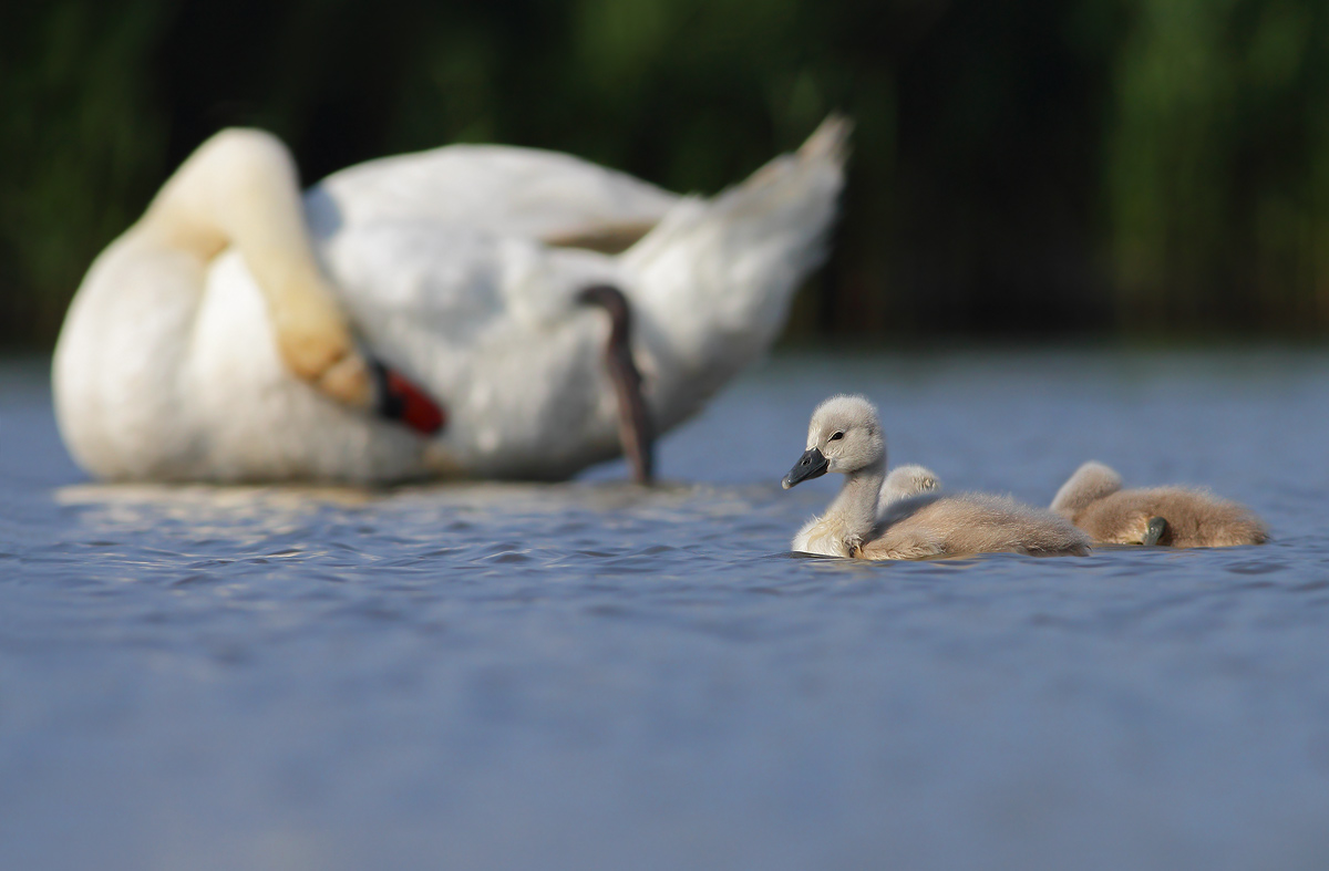 Piccoli cigni crescono...