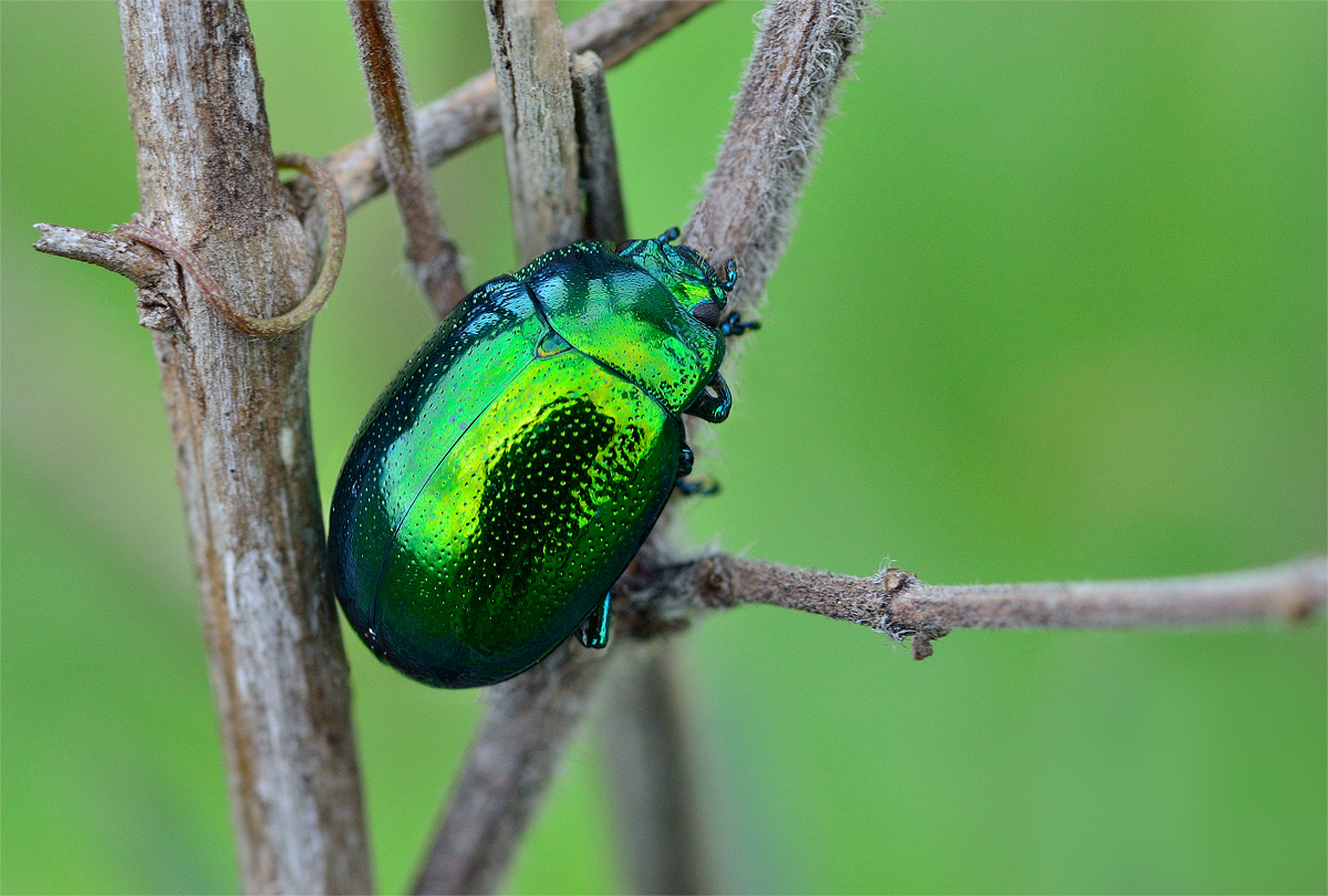 The emerald ring without (family Chrysomelidae)...