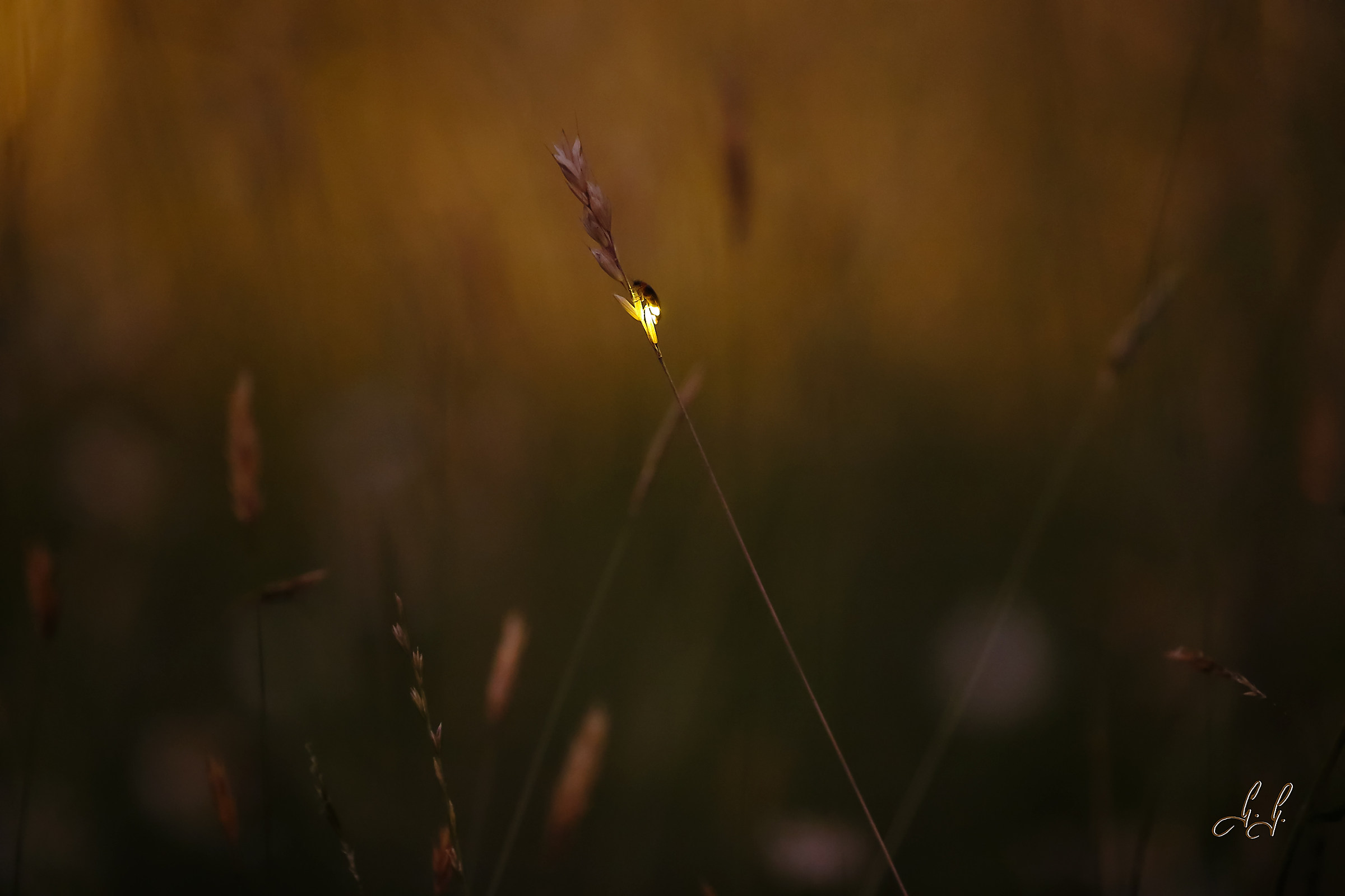 Light on a blade of grass....