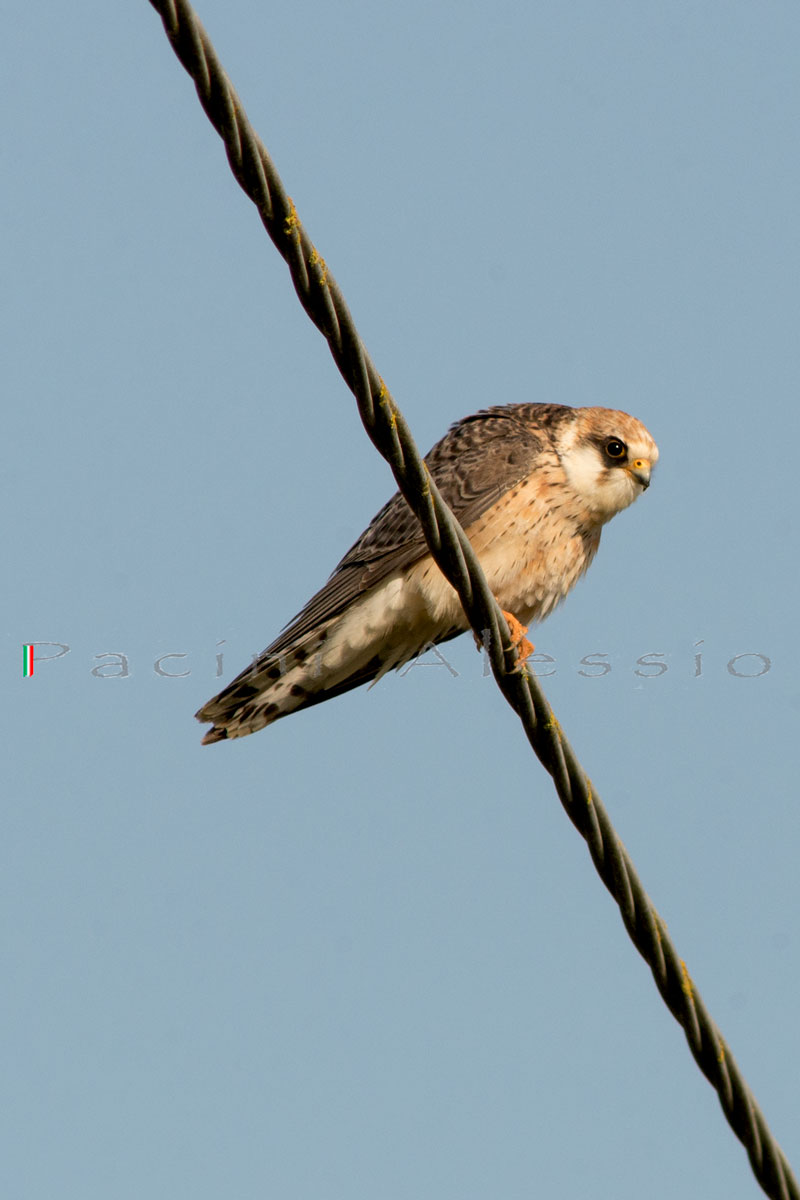 Cuckoo Hawk (F)...