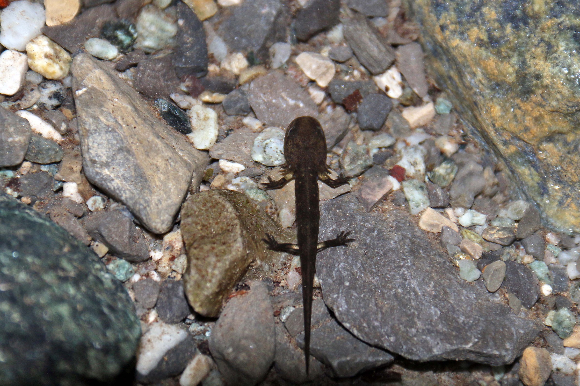 Small salamander in creek...