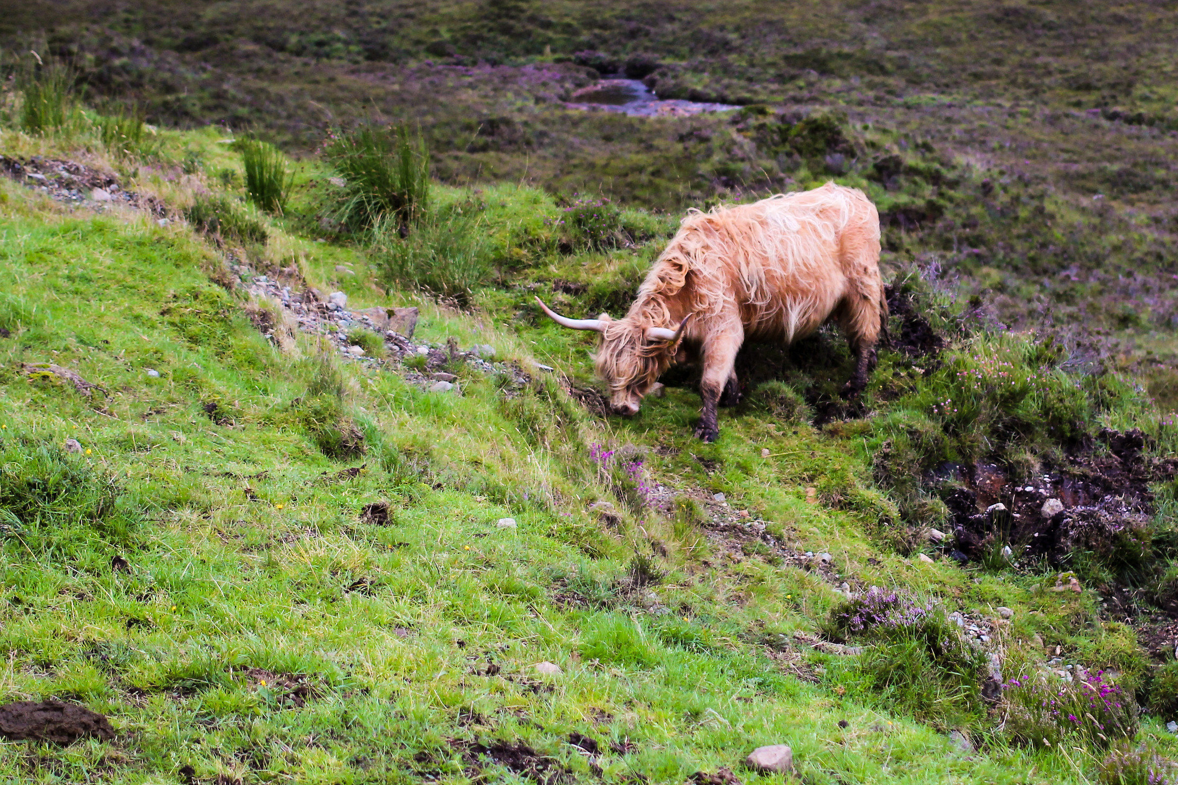 Highlander Cow...