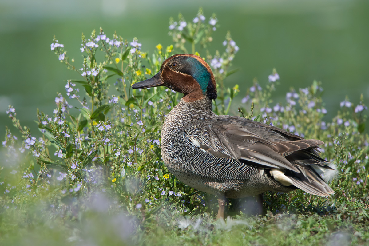 Teal between flowering...