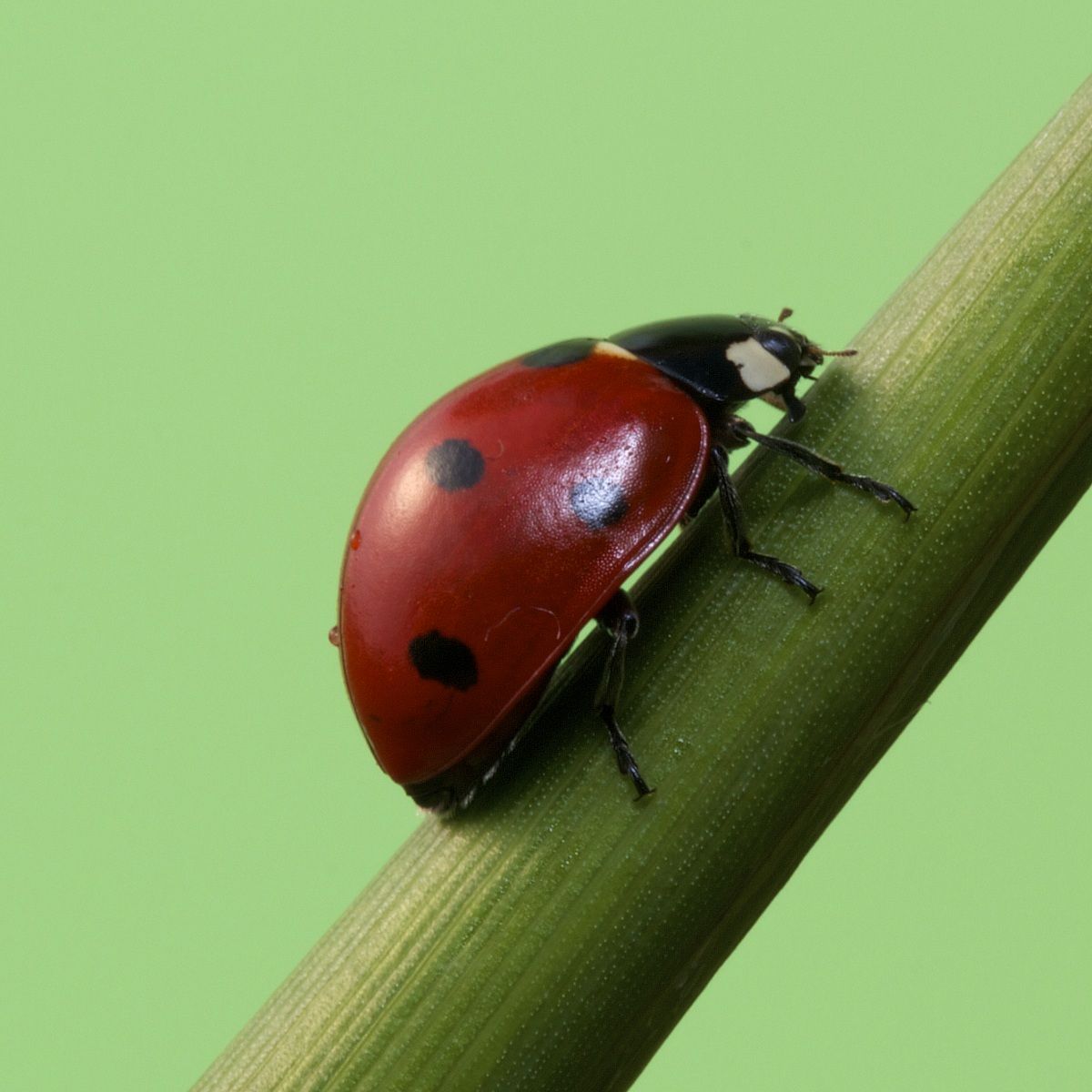 Ladybug...