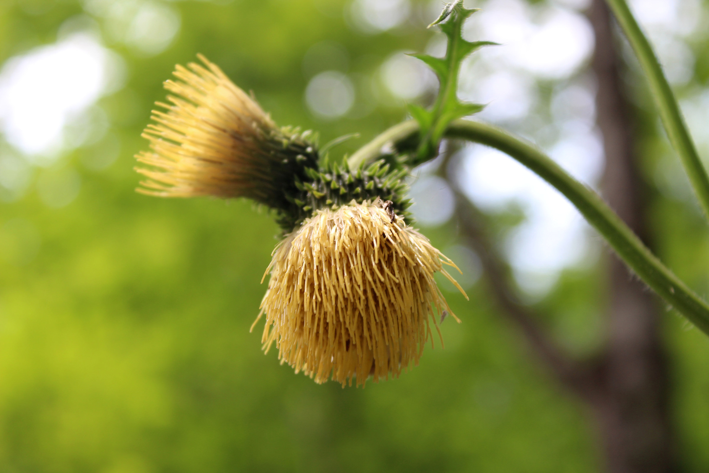 fiori...