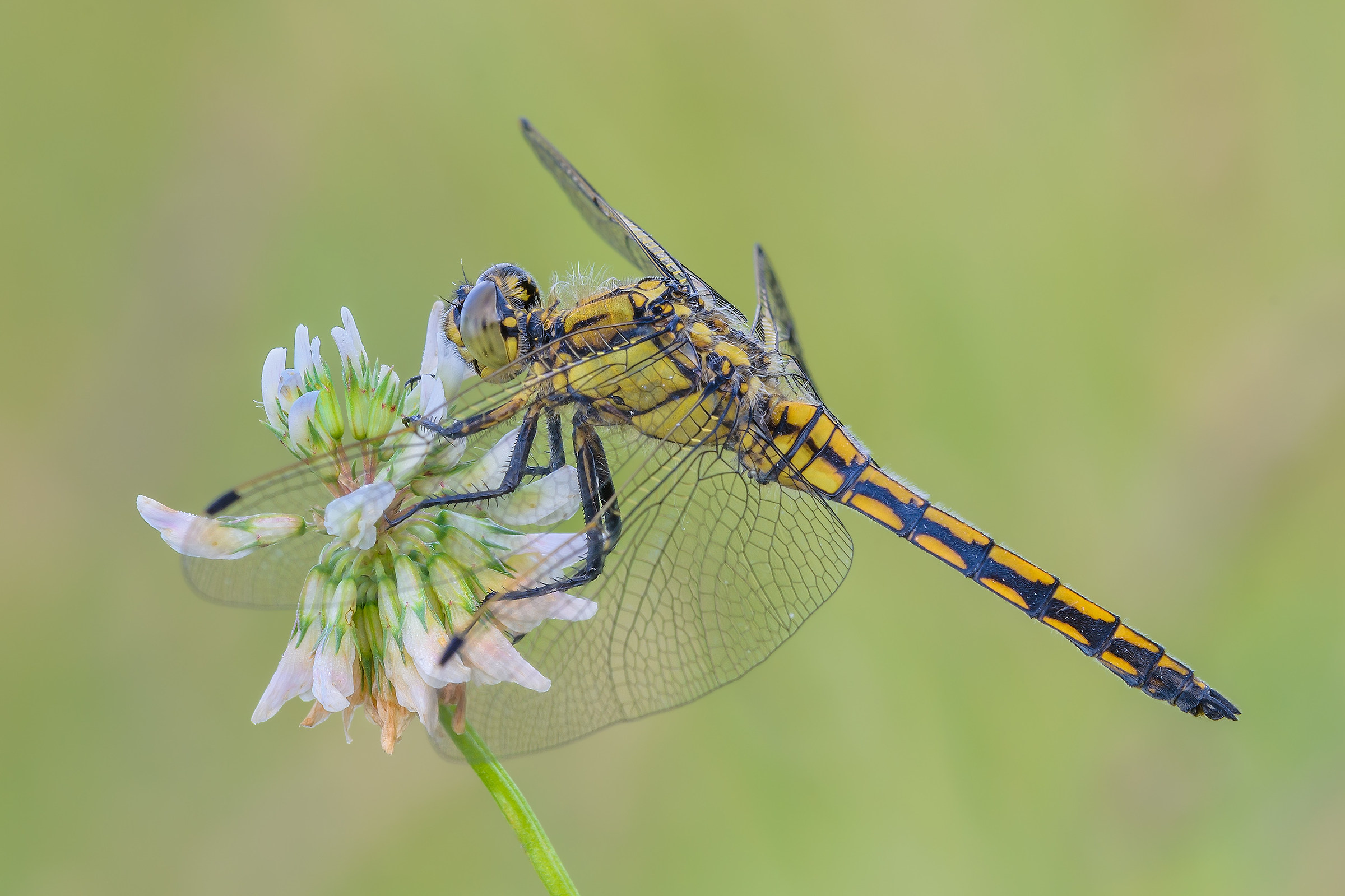 Orthetrum cancellatum...