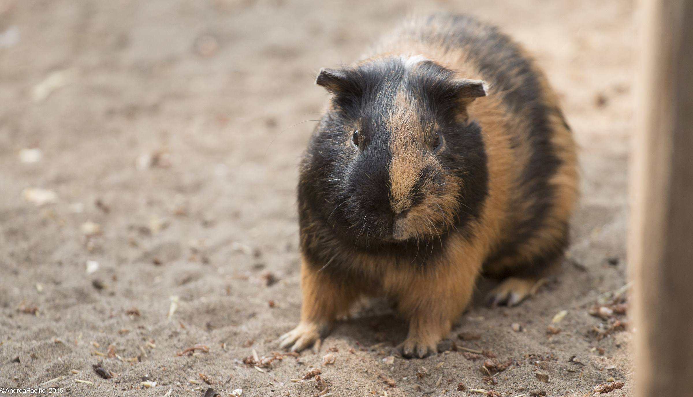 Cavia porcellus...
