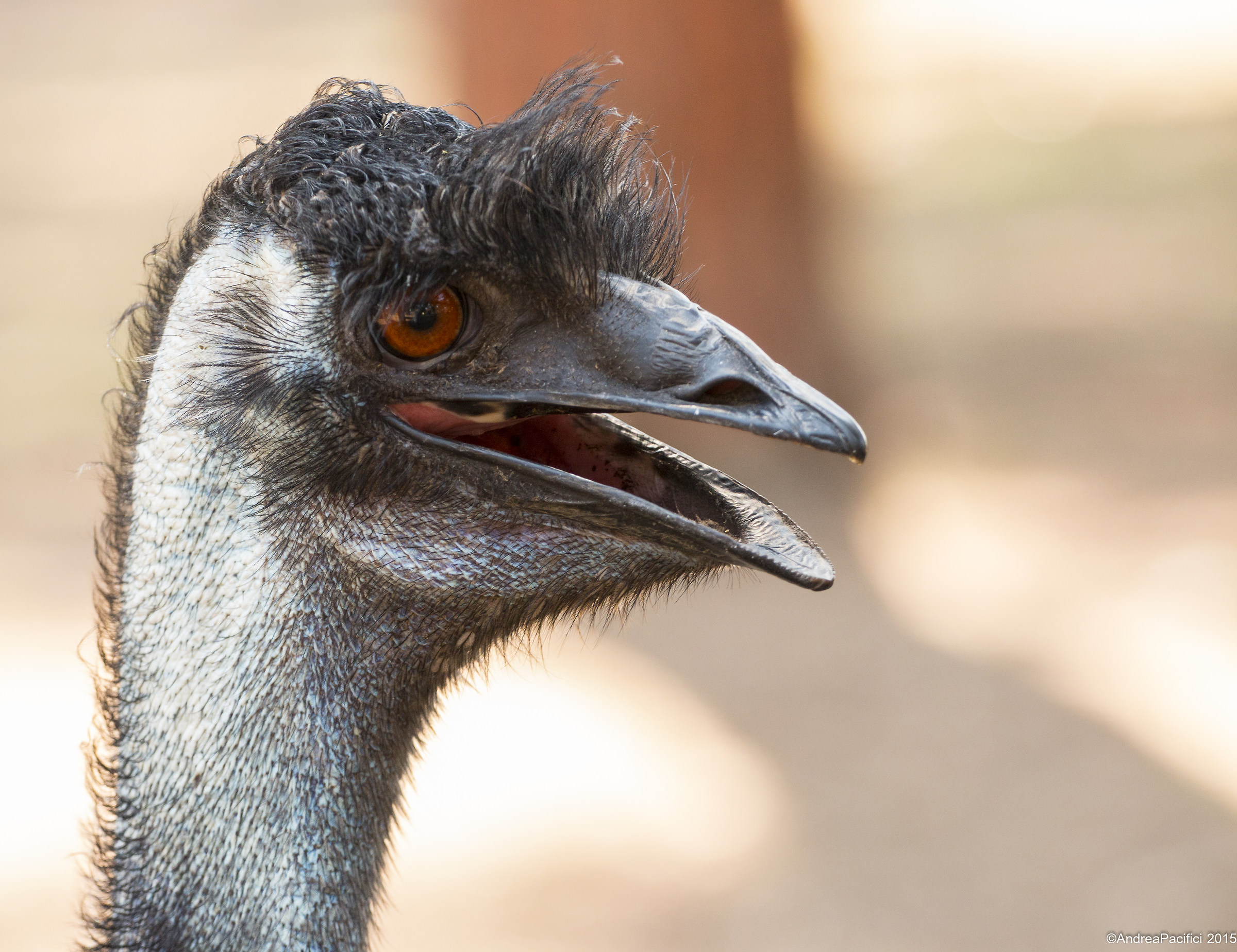 Emus...