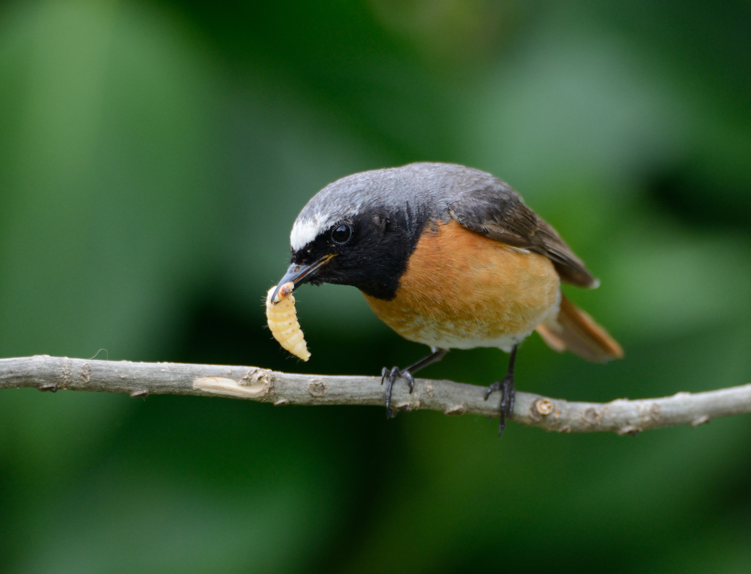Redstart with cue 2...