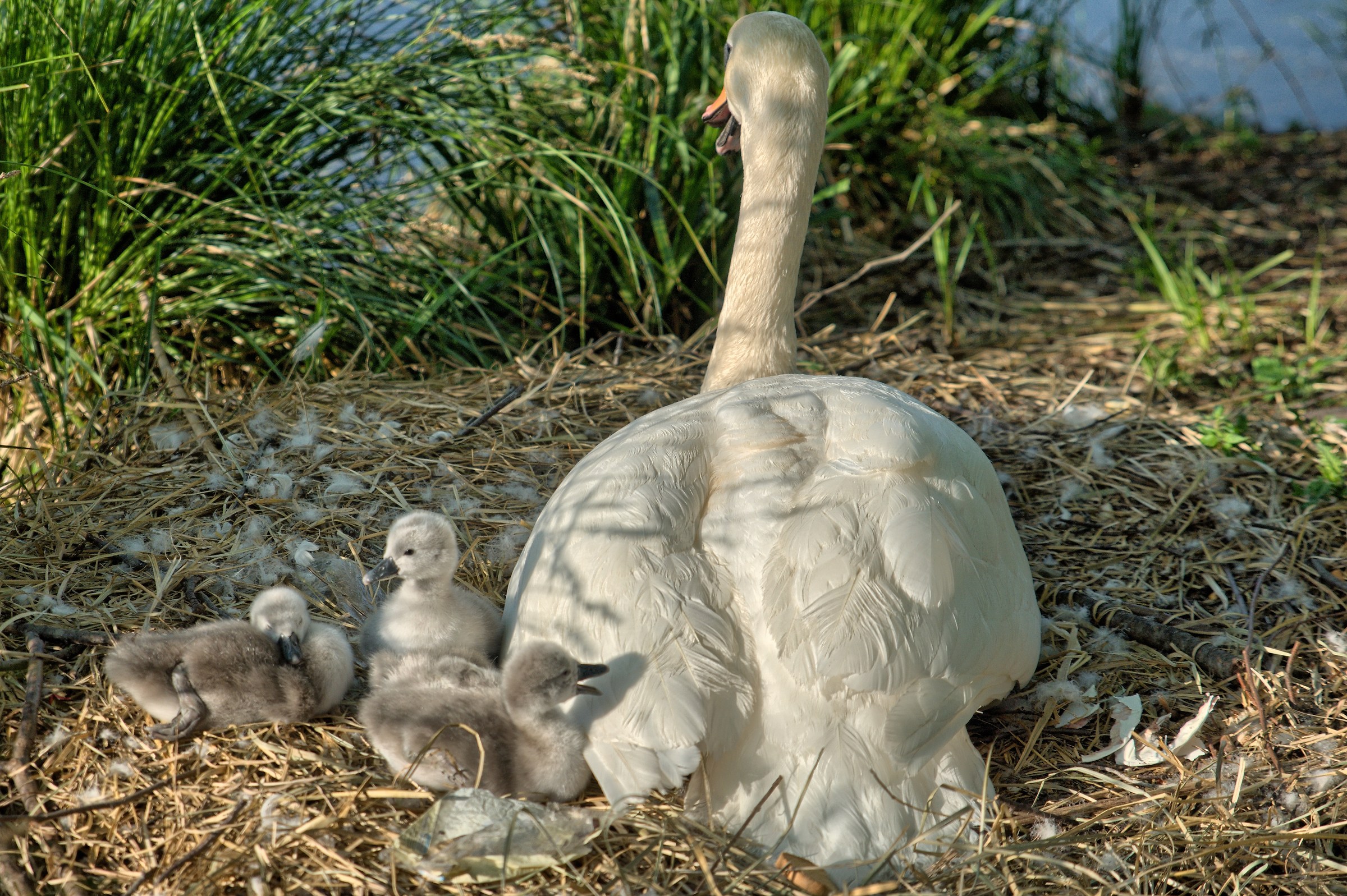 Swans newborn central Trezzo...