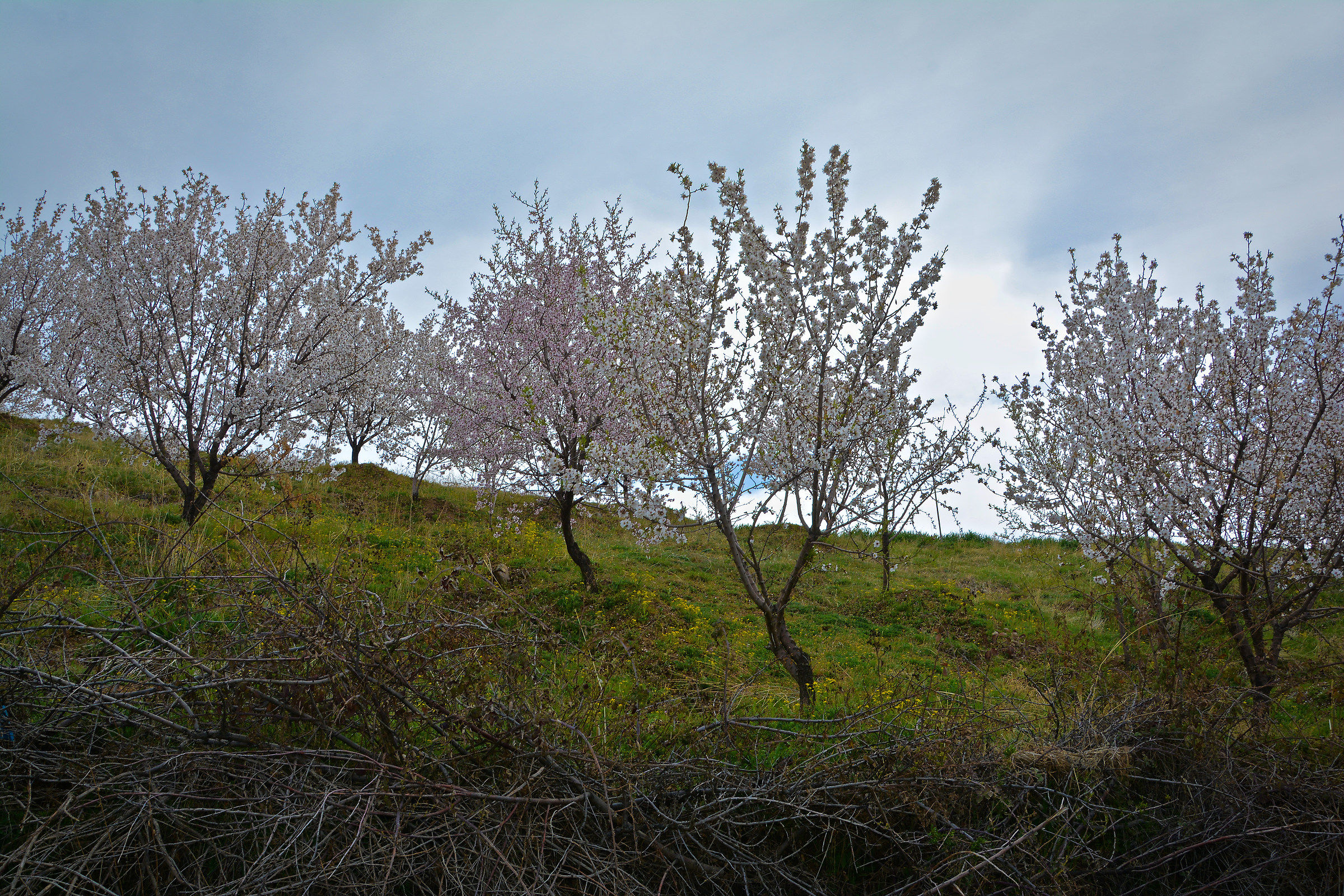 primavera...