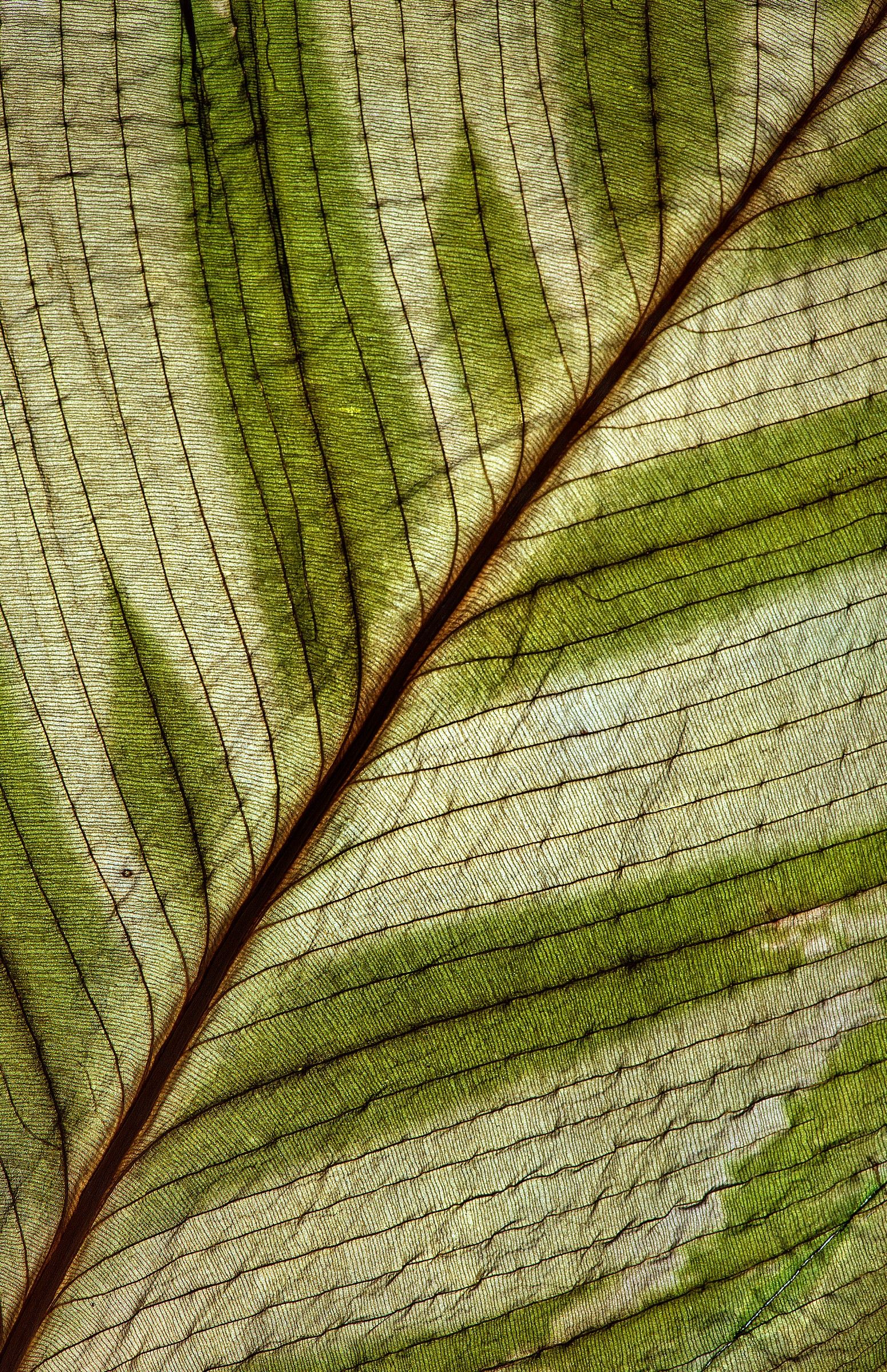 Leaf Galatea...