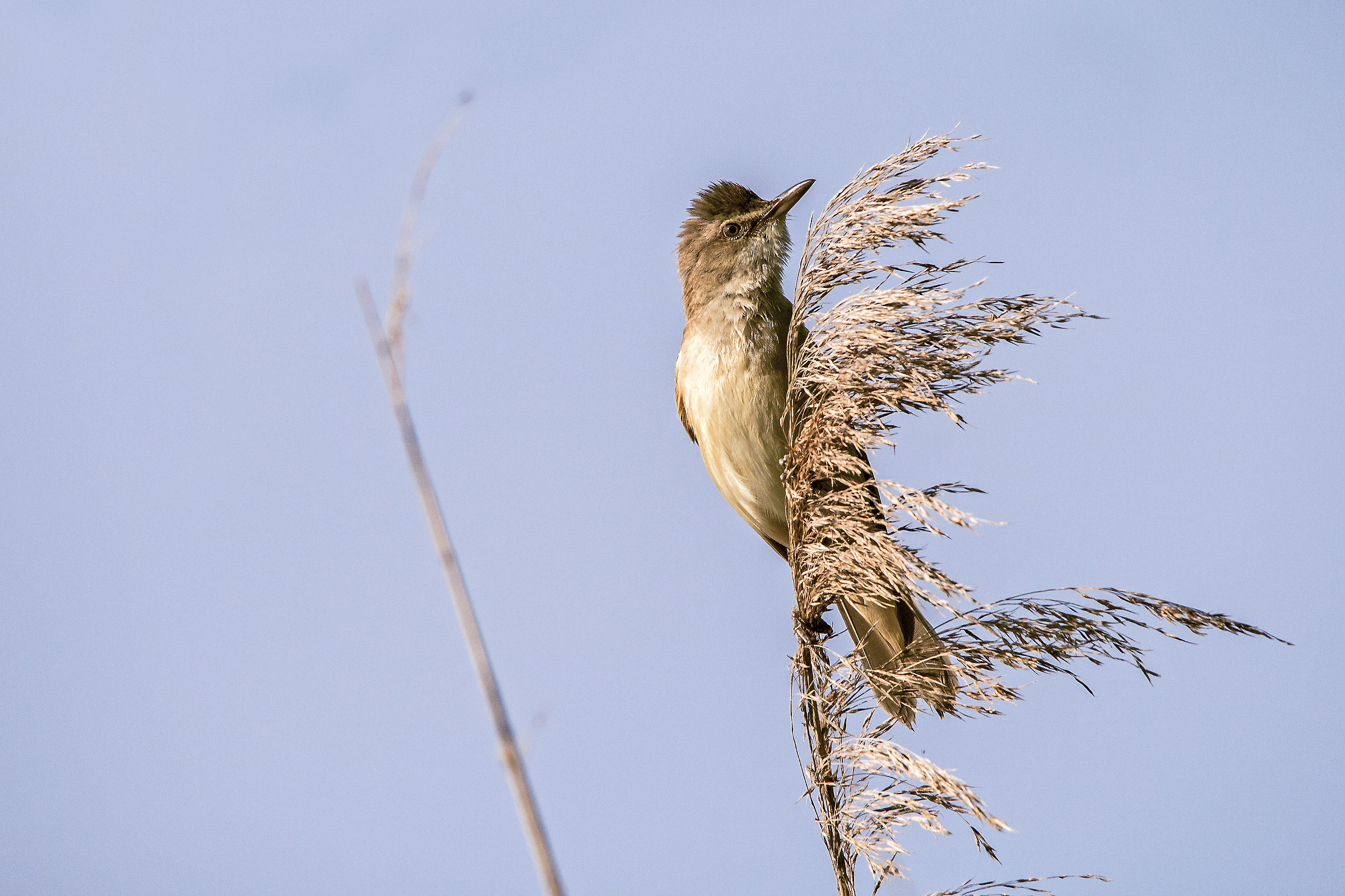 Warbler...