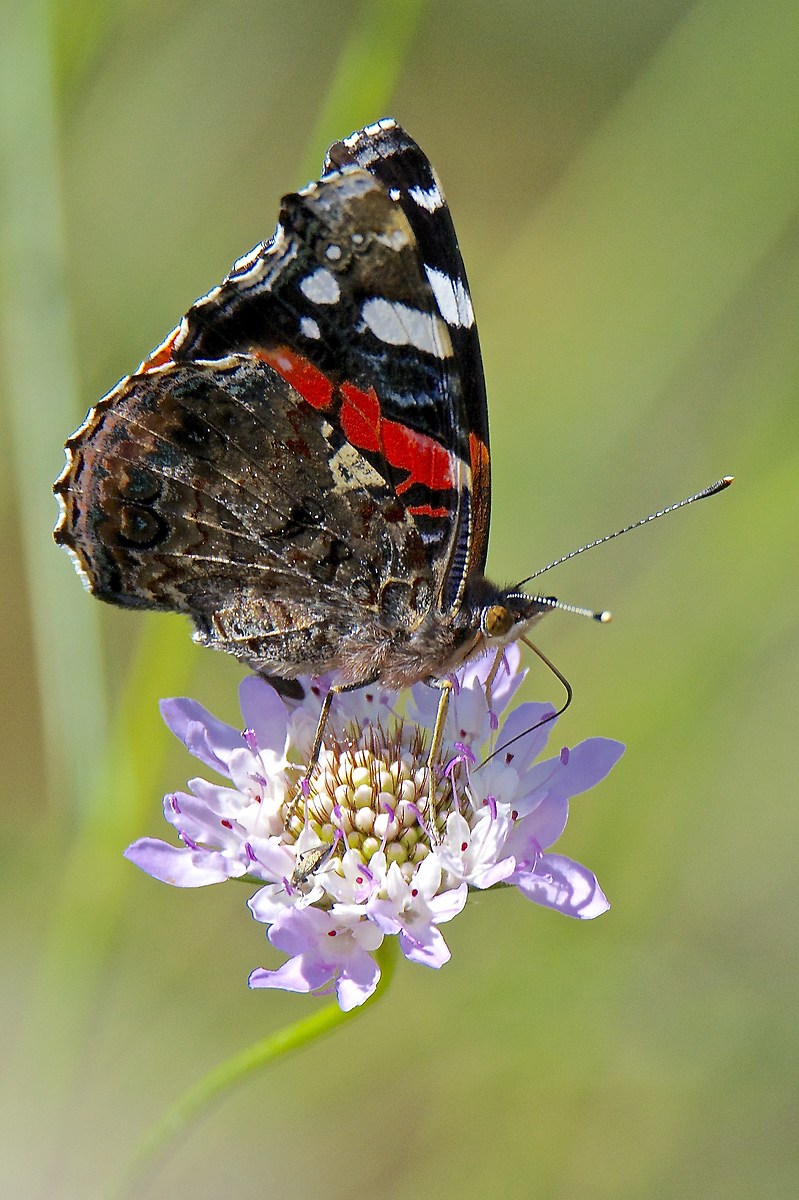 Red Admiral...