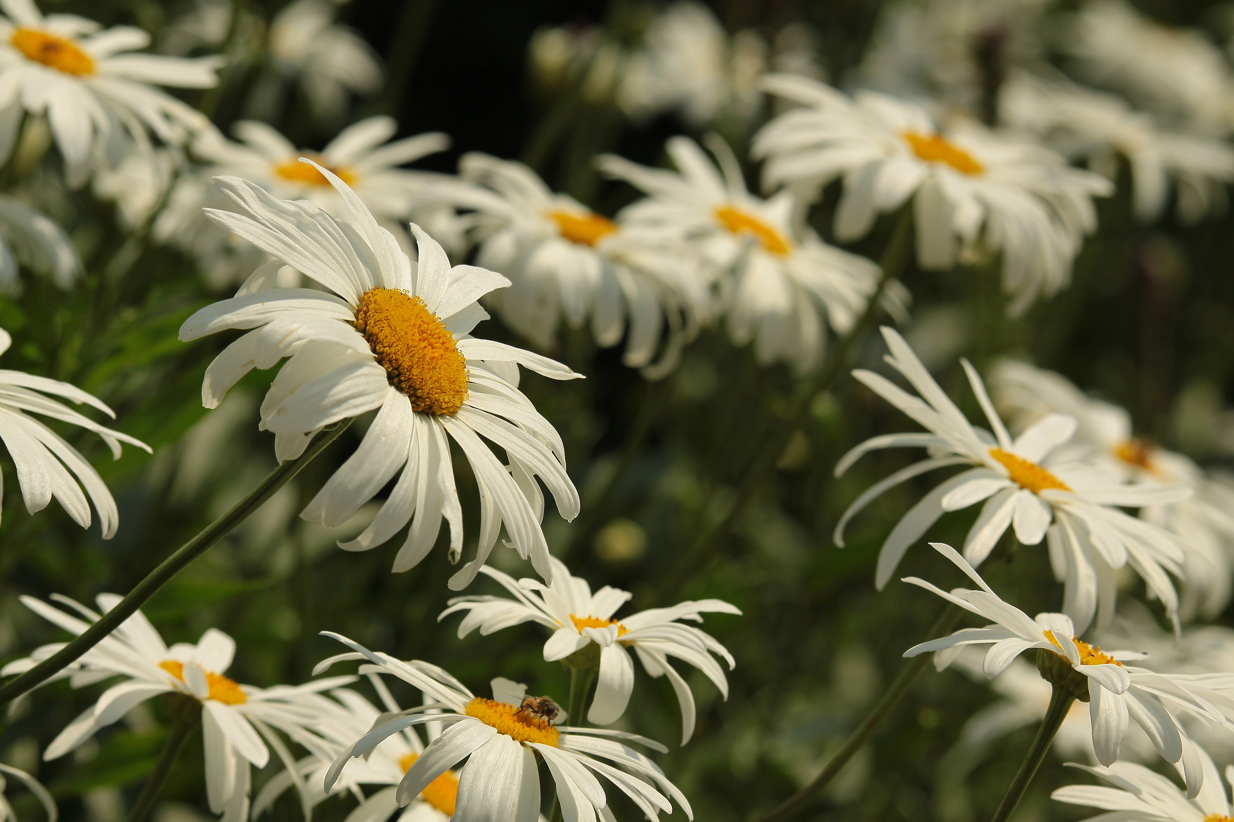 The world of daisies...