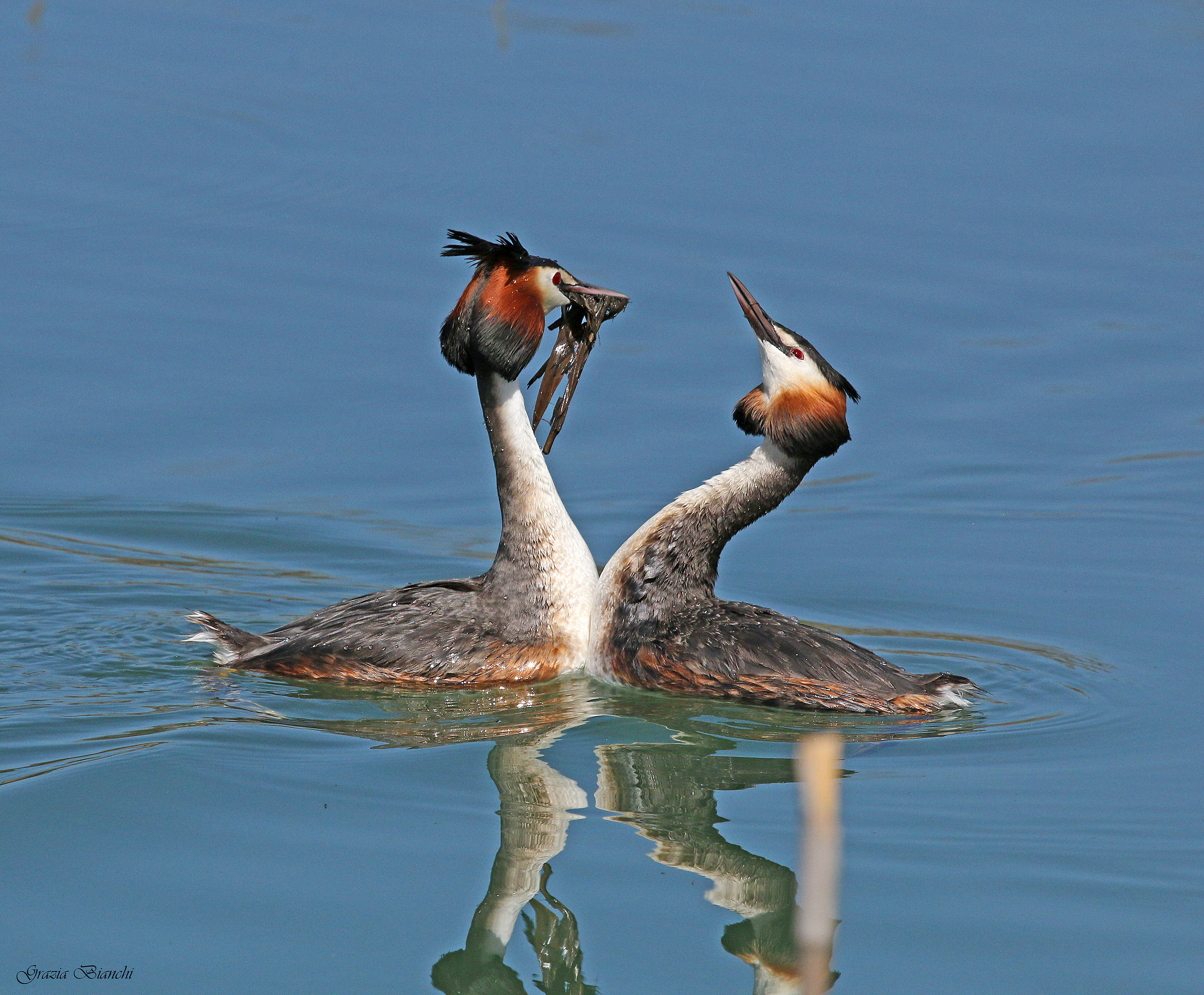 Corteggiamento svassi maggiori Lago Trasimeno - Il dono...