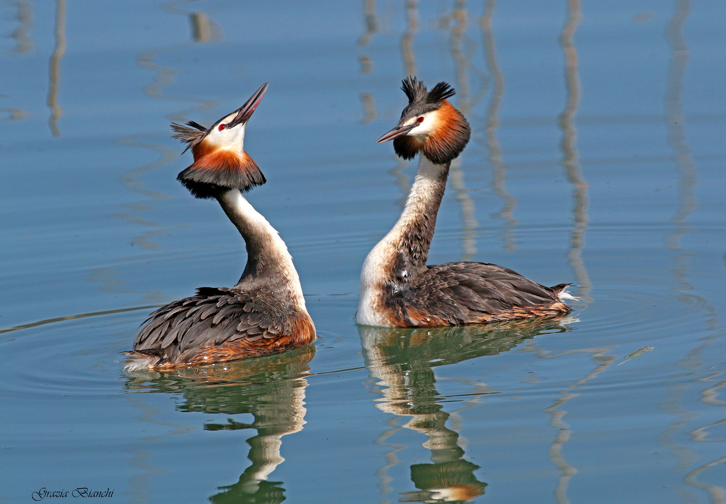 Grebes More courtship - Lake Trasimeno...