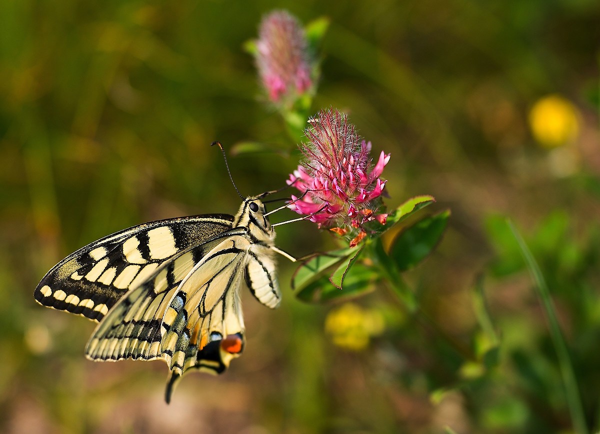 Papilio Machaon...