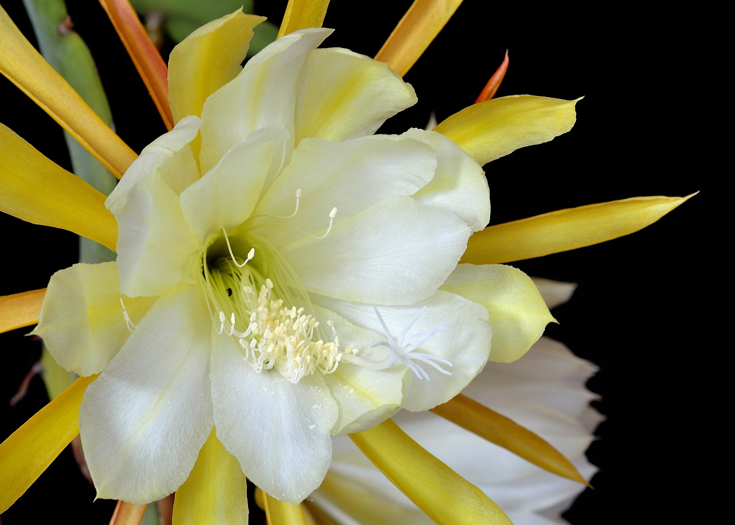 Il fiore del sole...