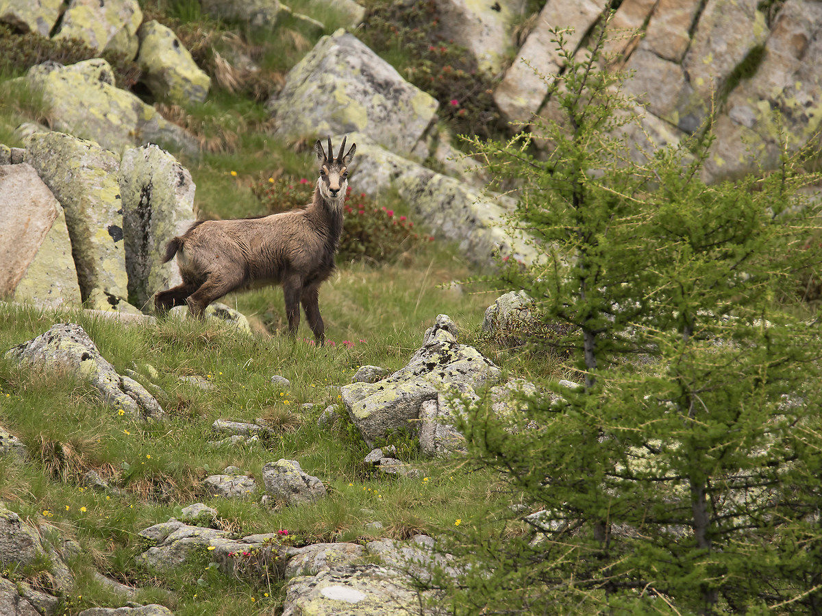 Chamois 1...