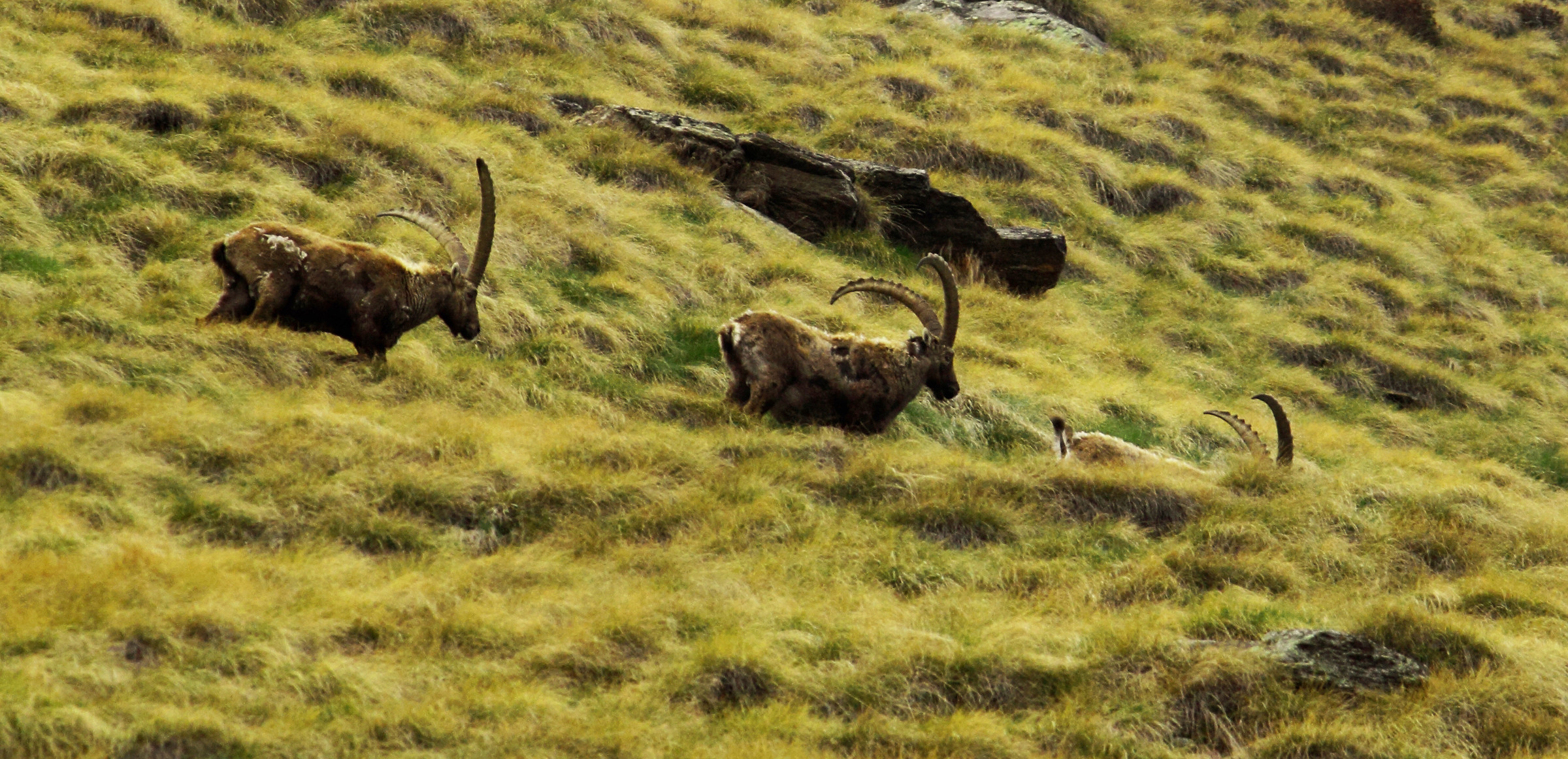 ibex walking on step loon...