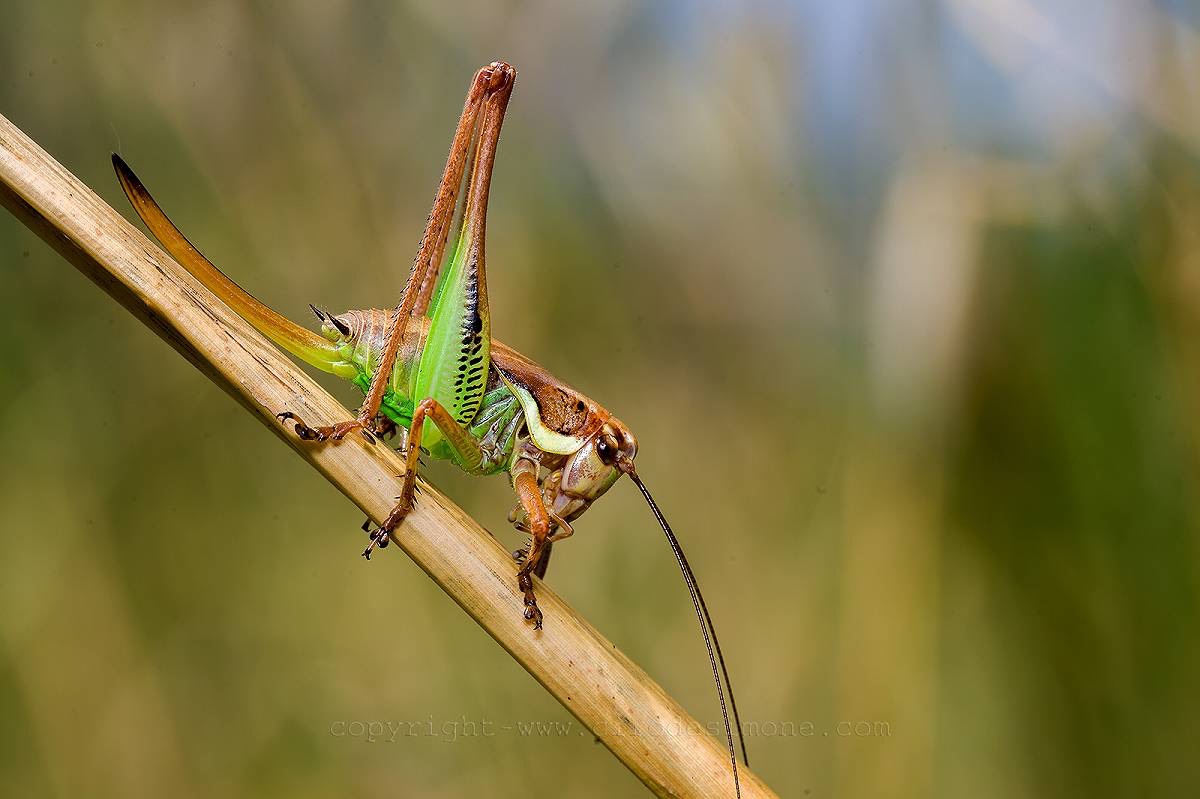 It sounds like a grasshopper, an aid for id.grazie...