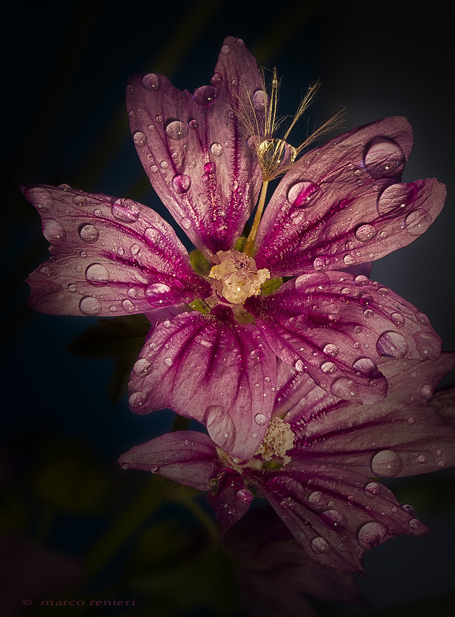 Fiore di malva dopo la pioggia...