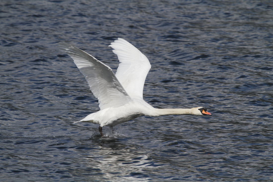 Swan flying over Lake Como...