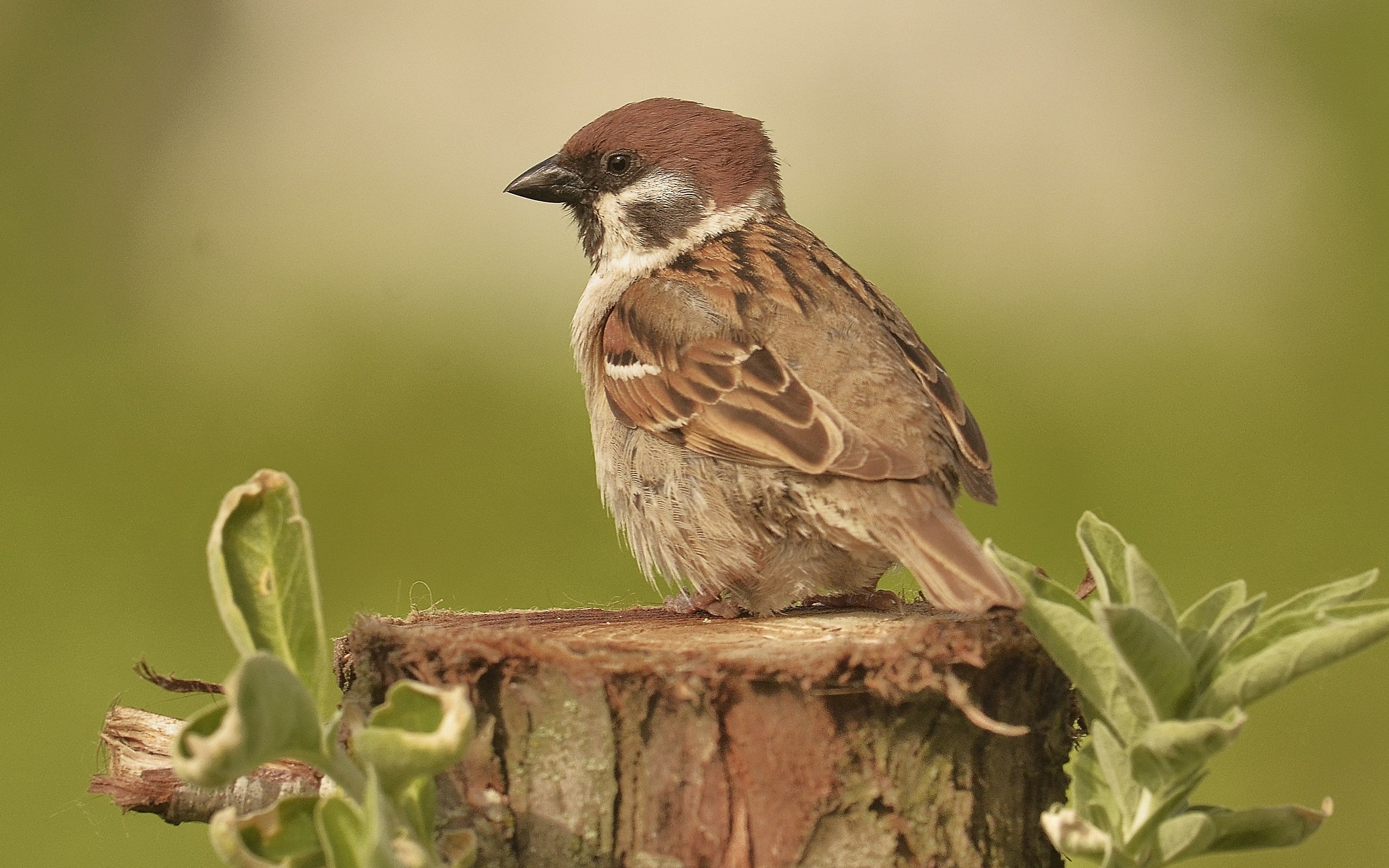 The tree sparrow...